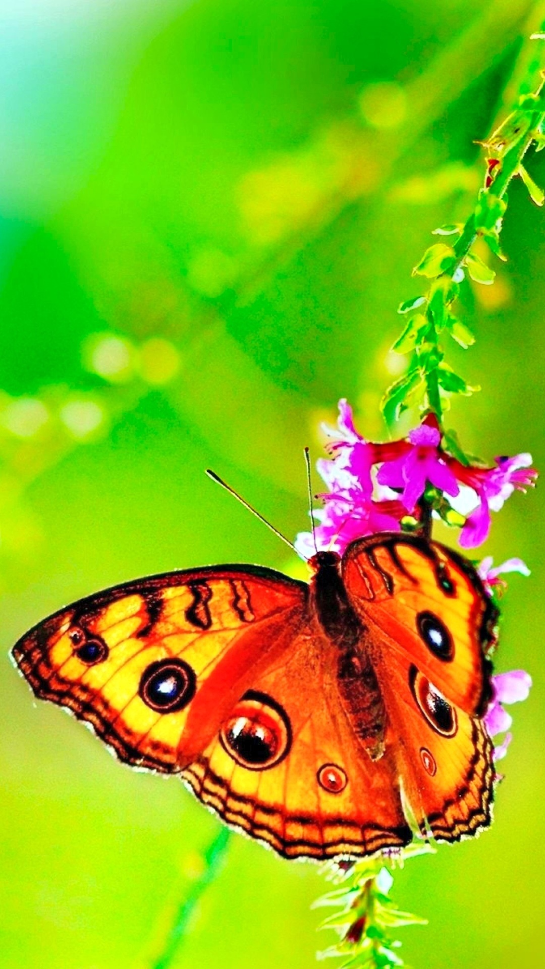 Animal Butterfly, Green, Spring, Colorful, Nature, 1080x1920, Phone HD Wallpaper