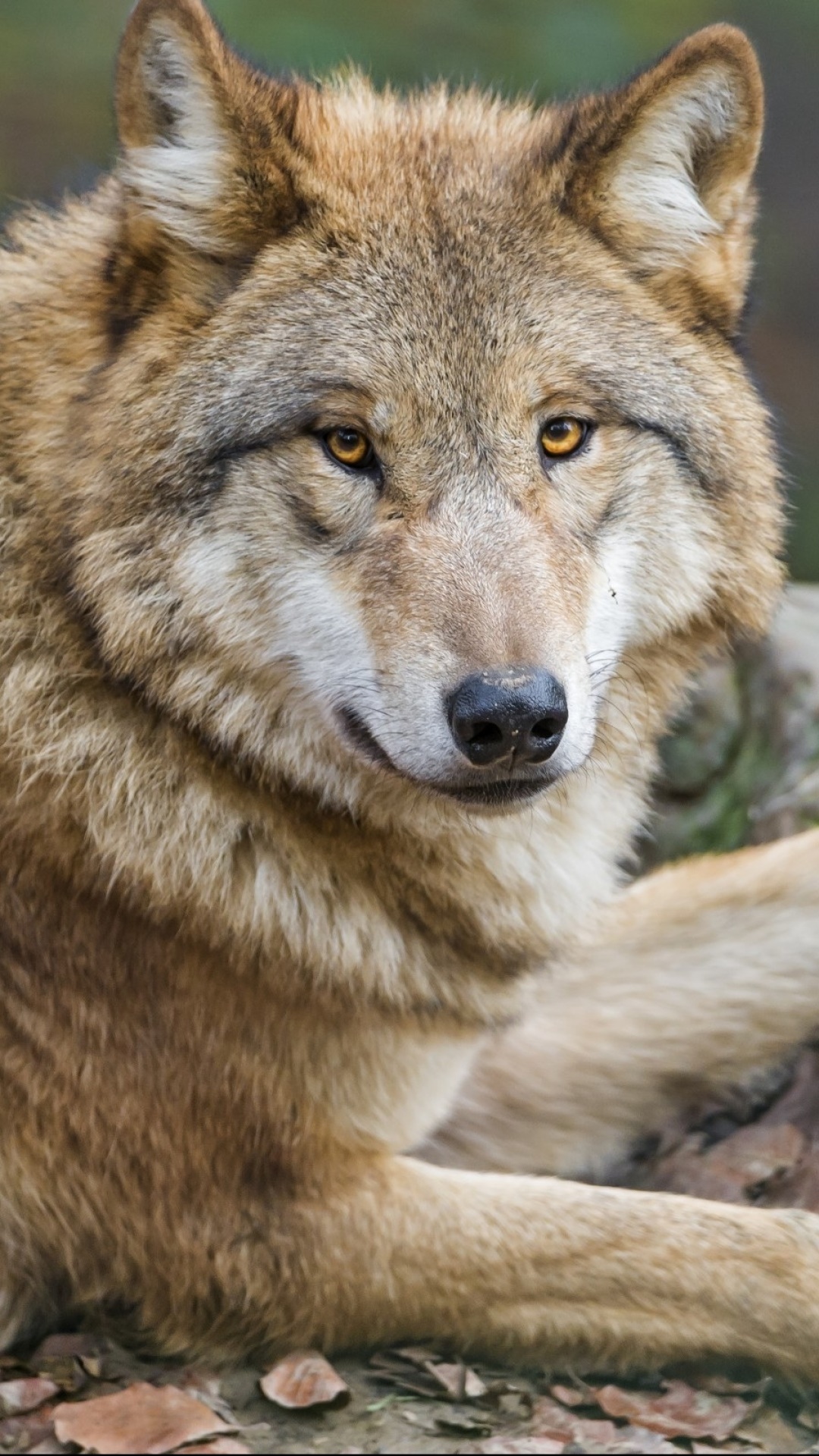 Animal Wolf, 1080x1920, Phone HD Wallpaper