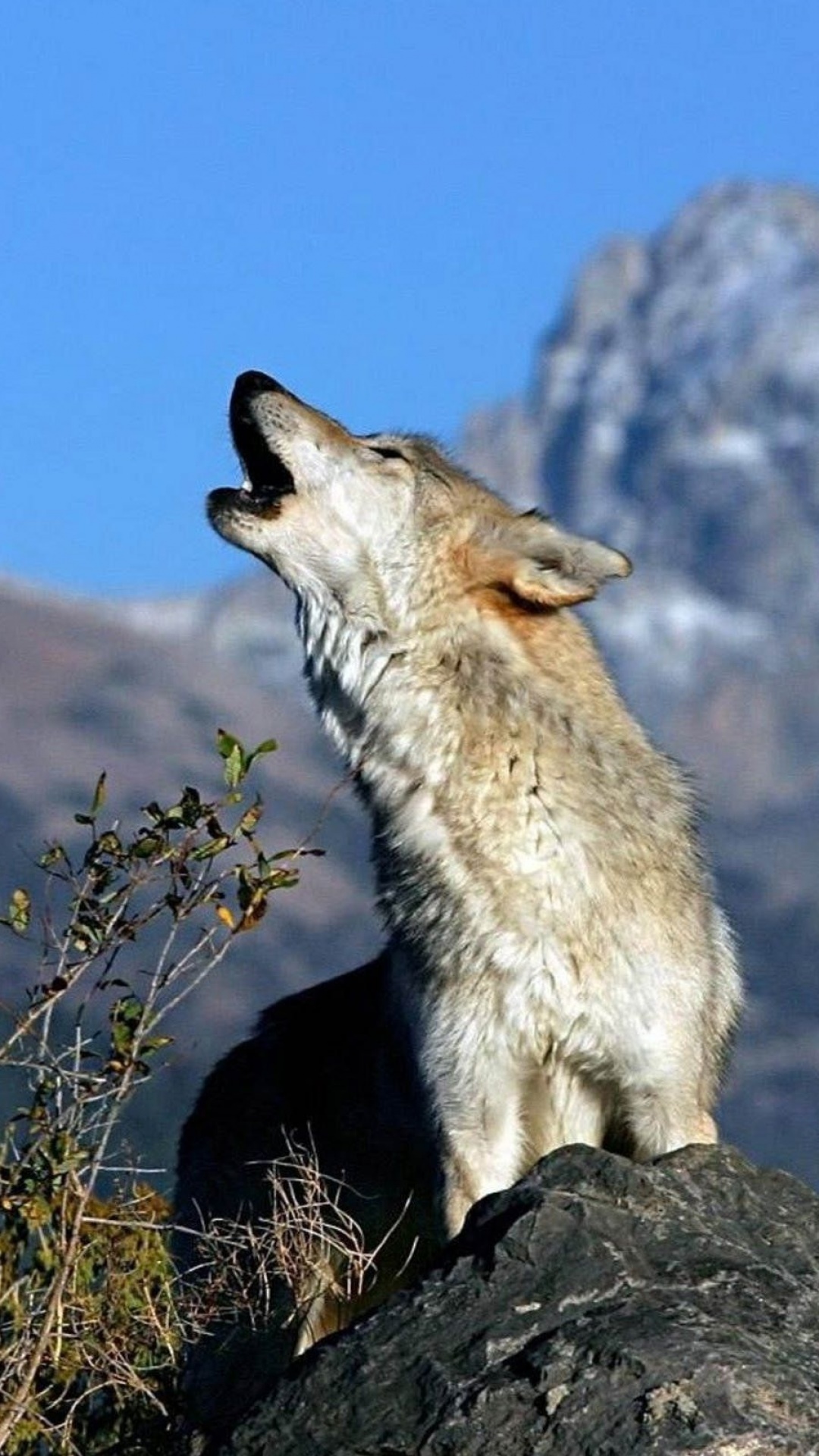 Animal Wolf, 1080x1920, Phone HD Wallpaper