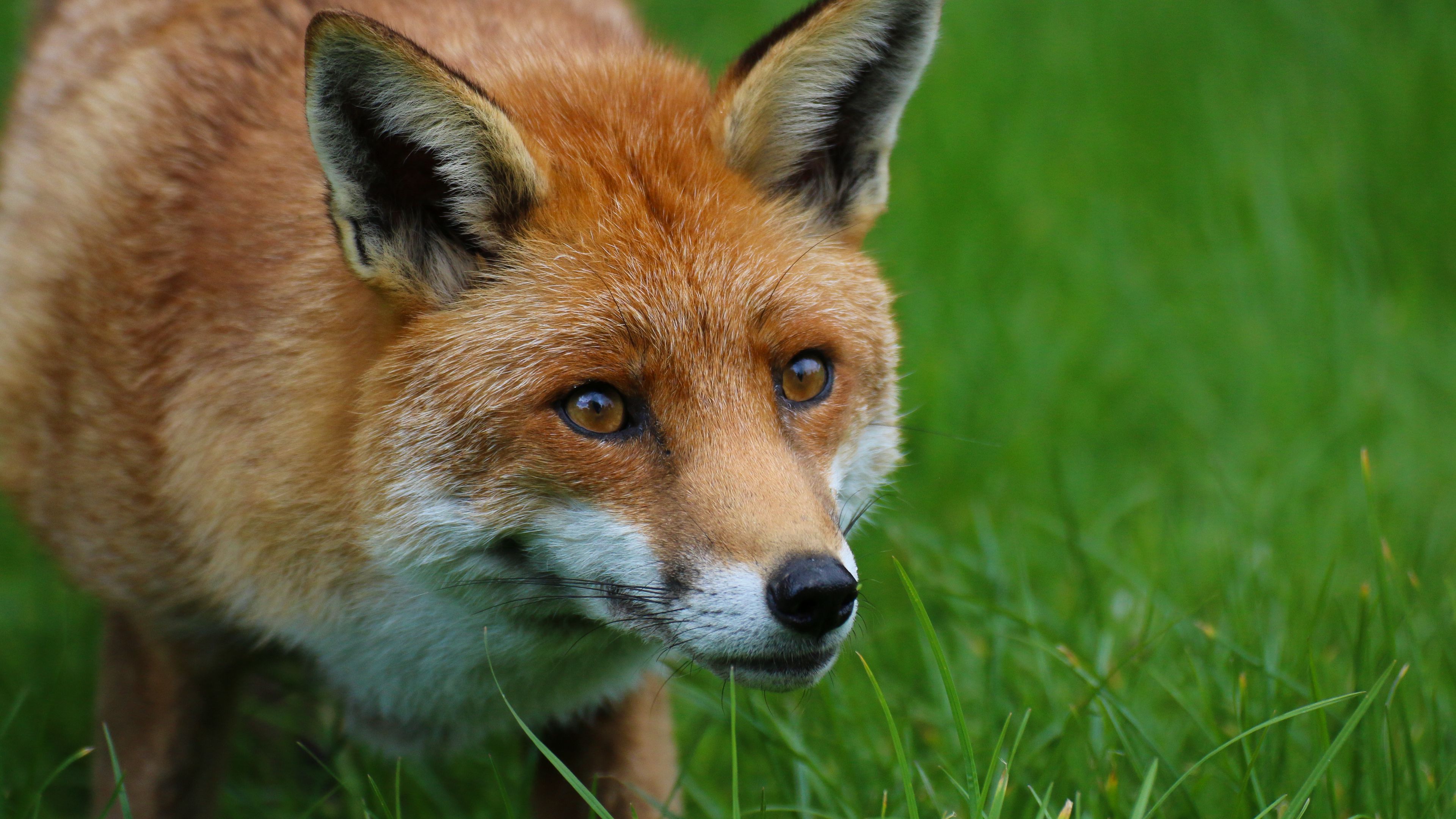 fox, predator, animal, orange, 4k, HD Wallpaper