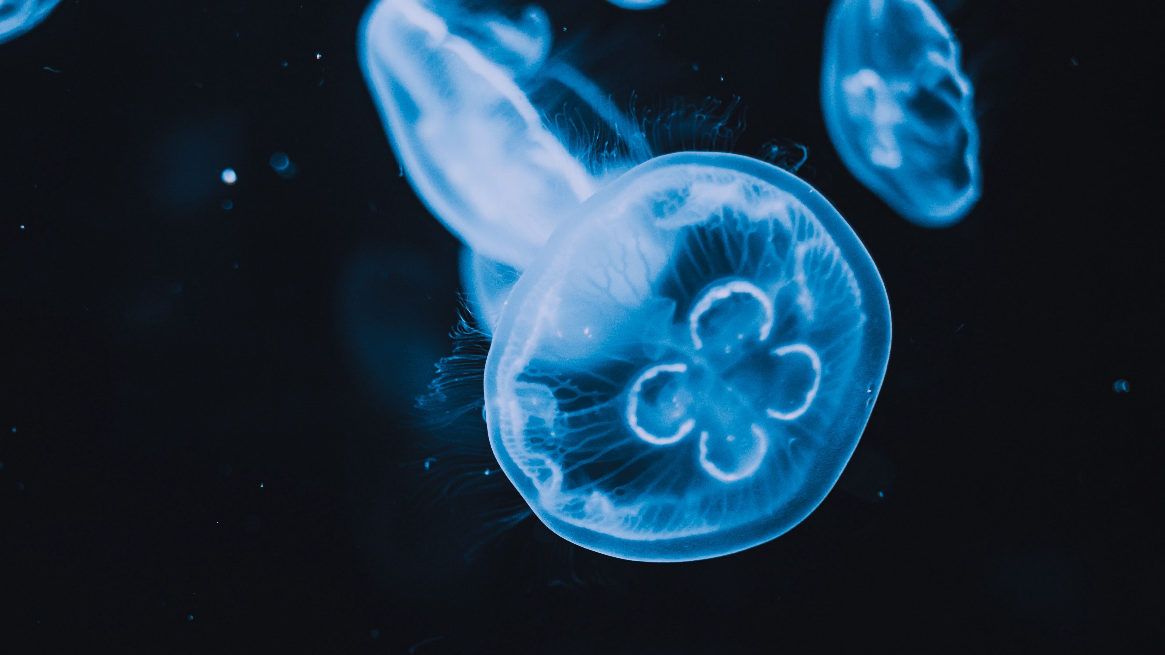 jellyfish, tentacles, glow, water, black, 4k, HD Wallpaper