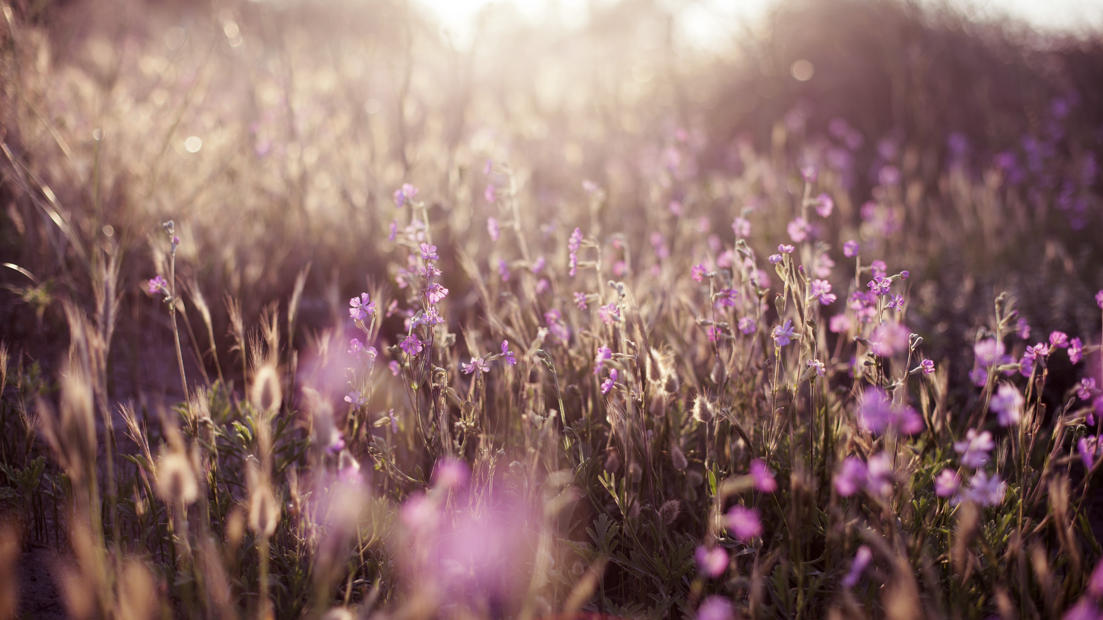 Field, 4K, flowers, sun, purple, HD Wallpaper