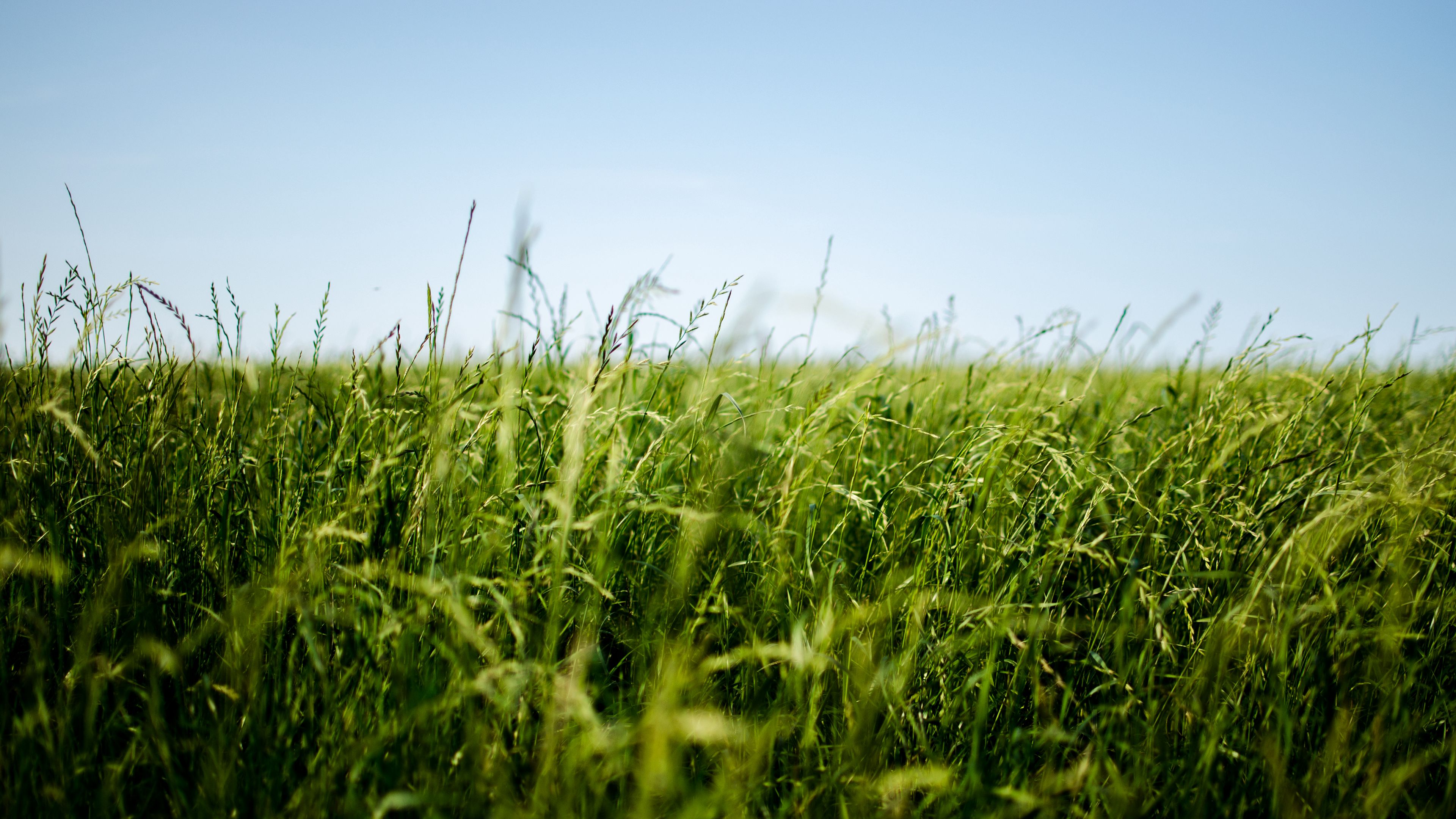 field, grass, green, ear, 4k, HD Wallpaper