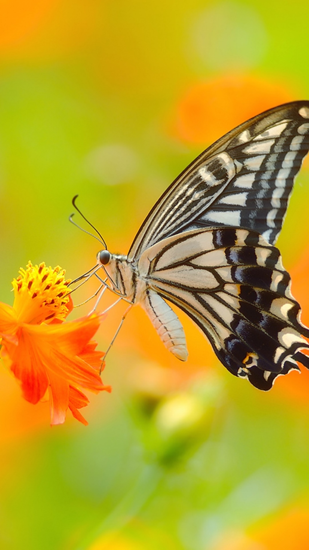 Animal Butterfly, 1080x1920, Phone HD Wallpaper
