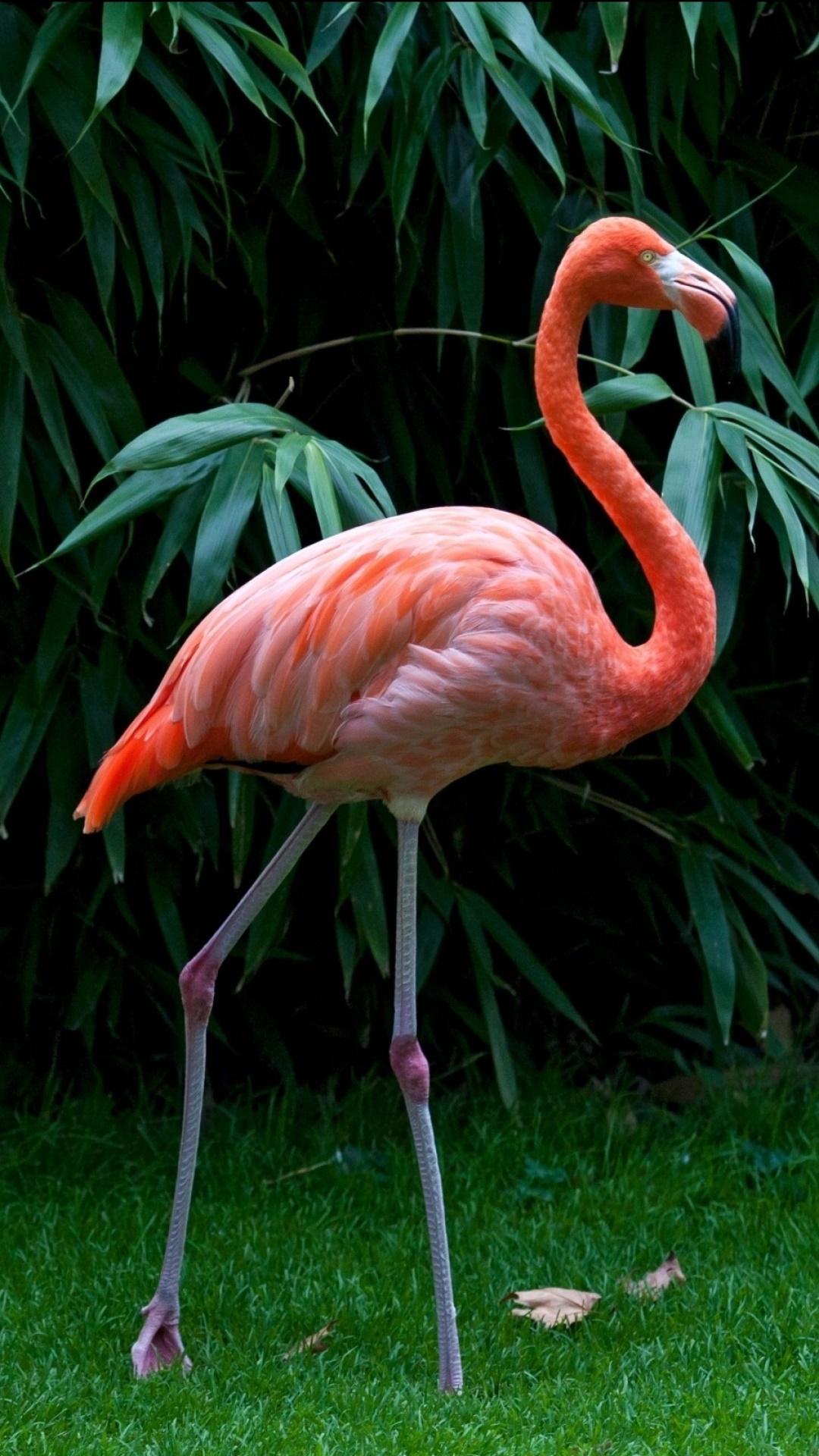 Animal Flamingo, 1080x1920, Phone HD Wallpaper