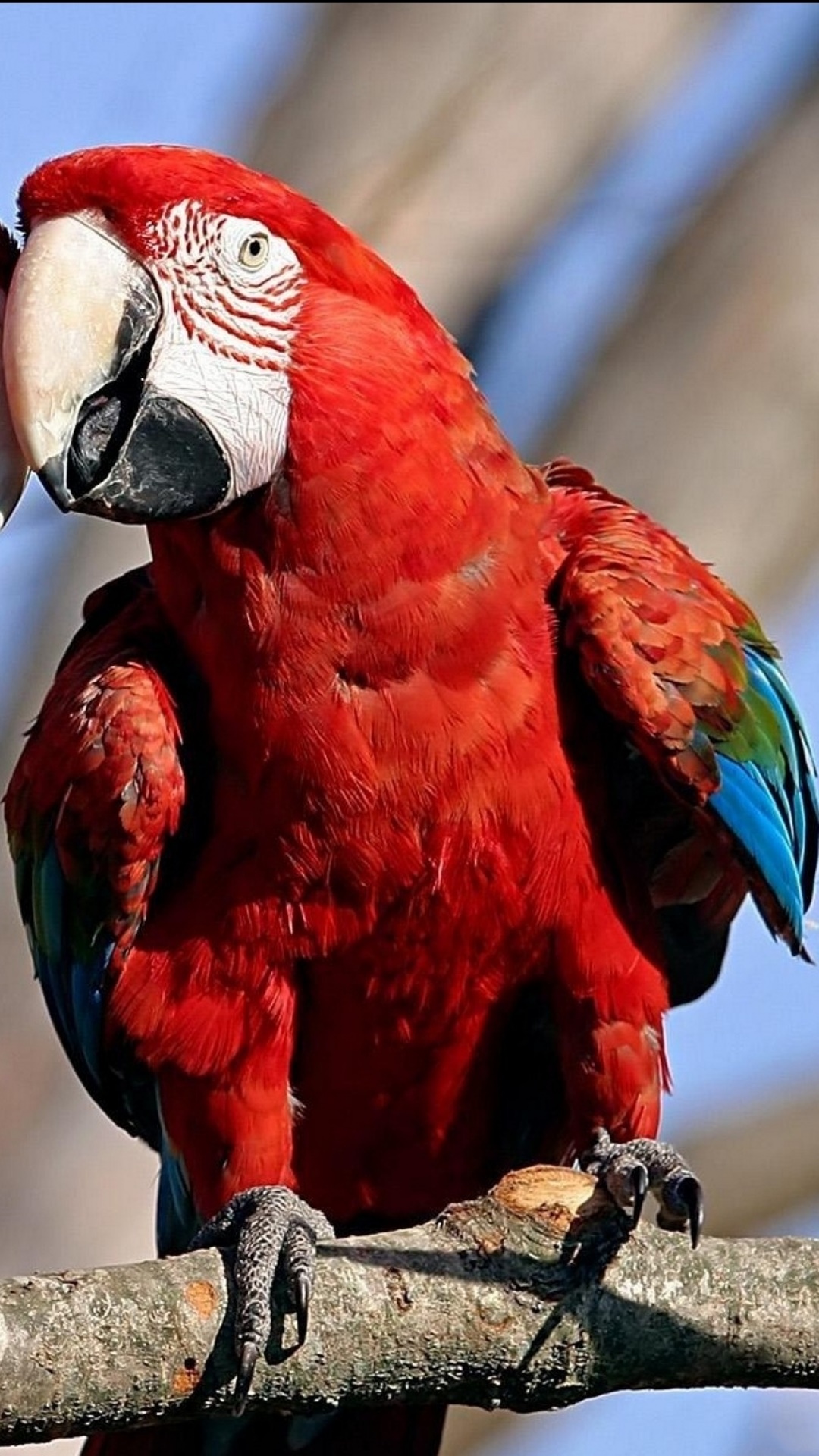 Animal Red-and-green Macaw, 1080x1920, Phone HD Wallpaper