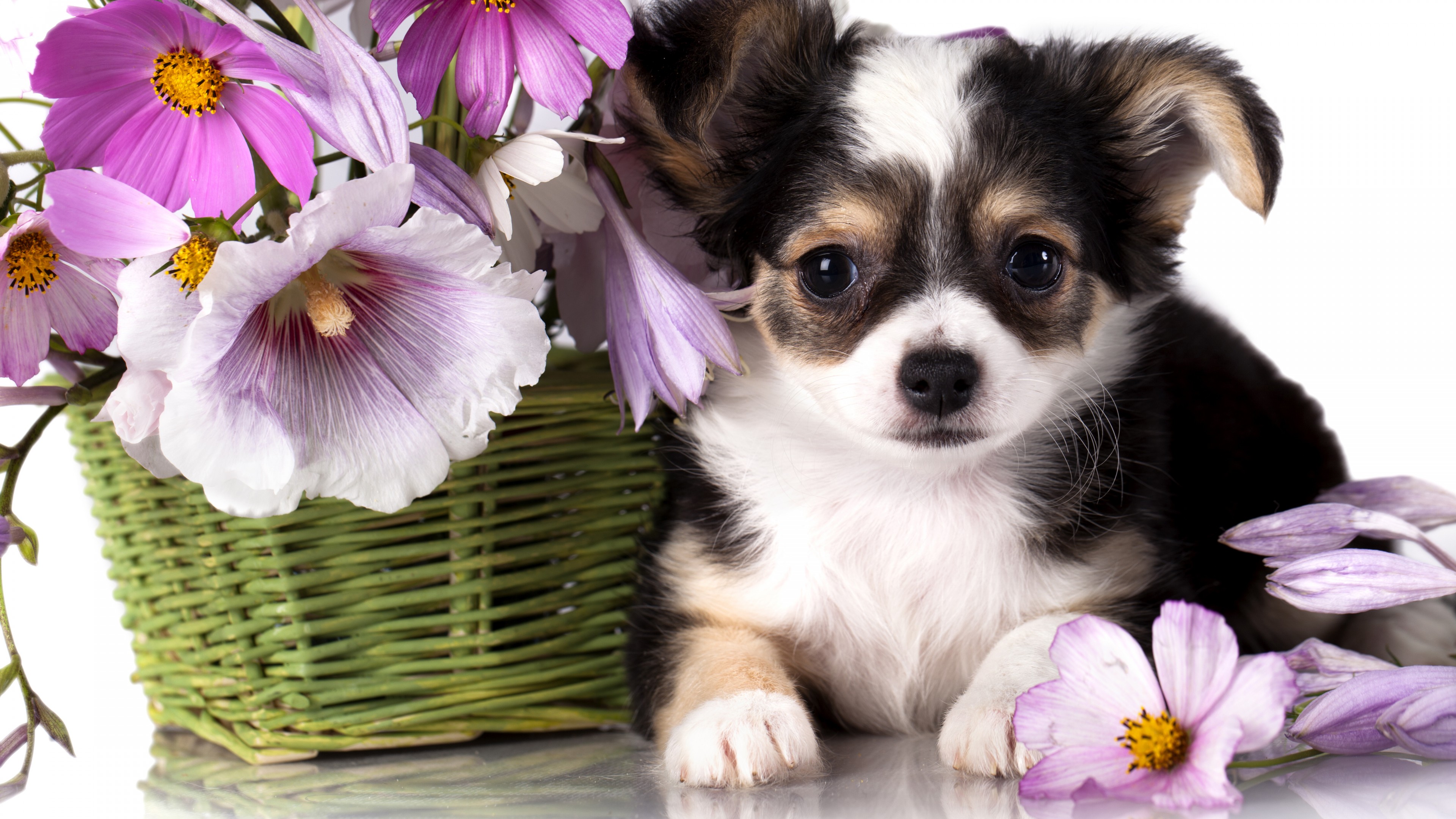 Chihuahua, puppy, dog, flower, animal, HD Wallpaper