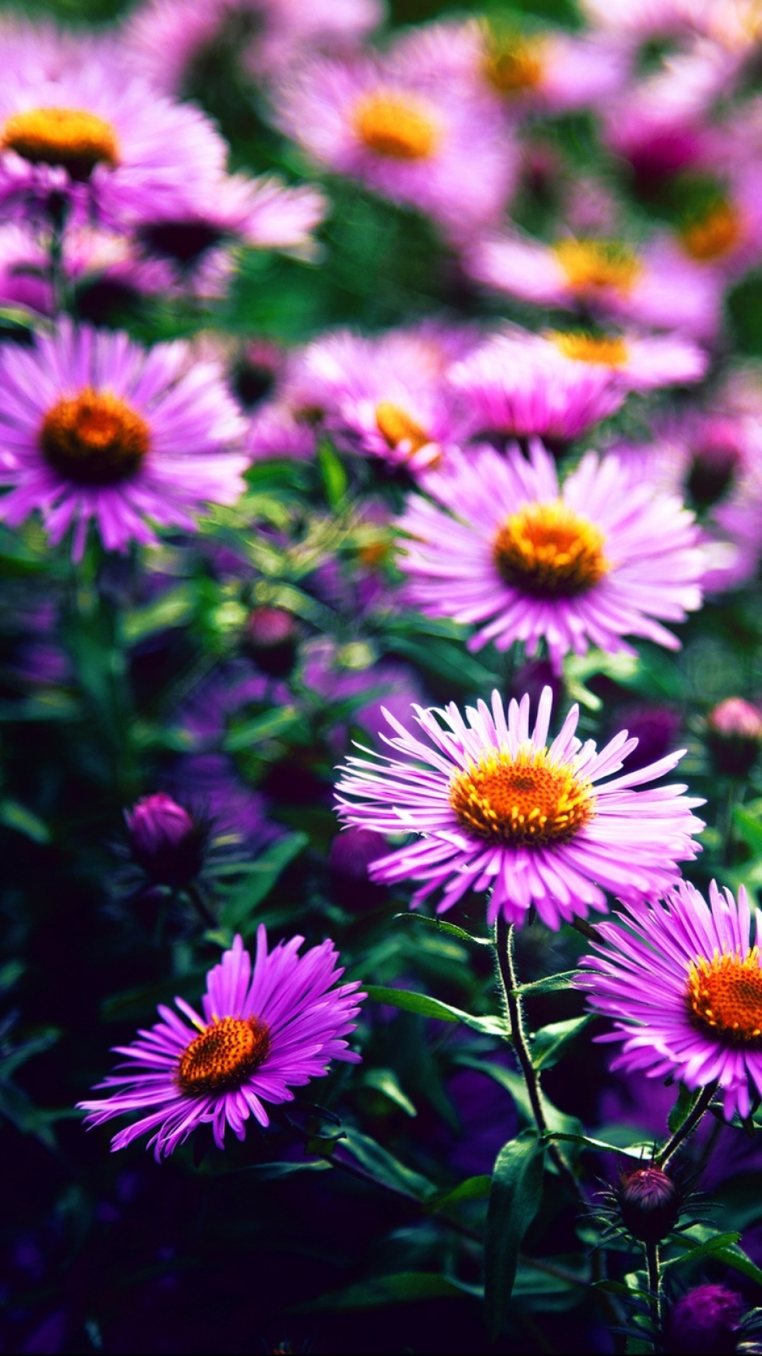 Earth Flower, 1080x1920, Phone HD Wallpaper