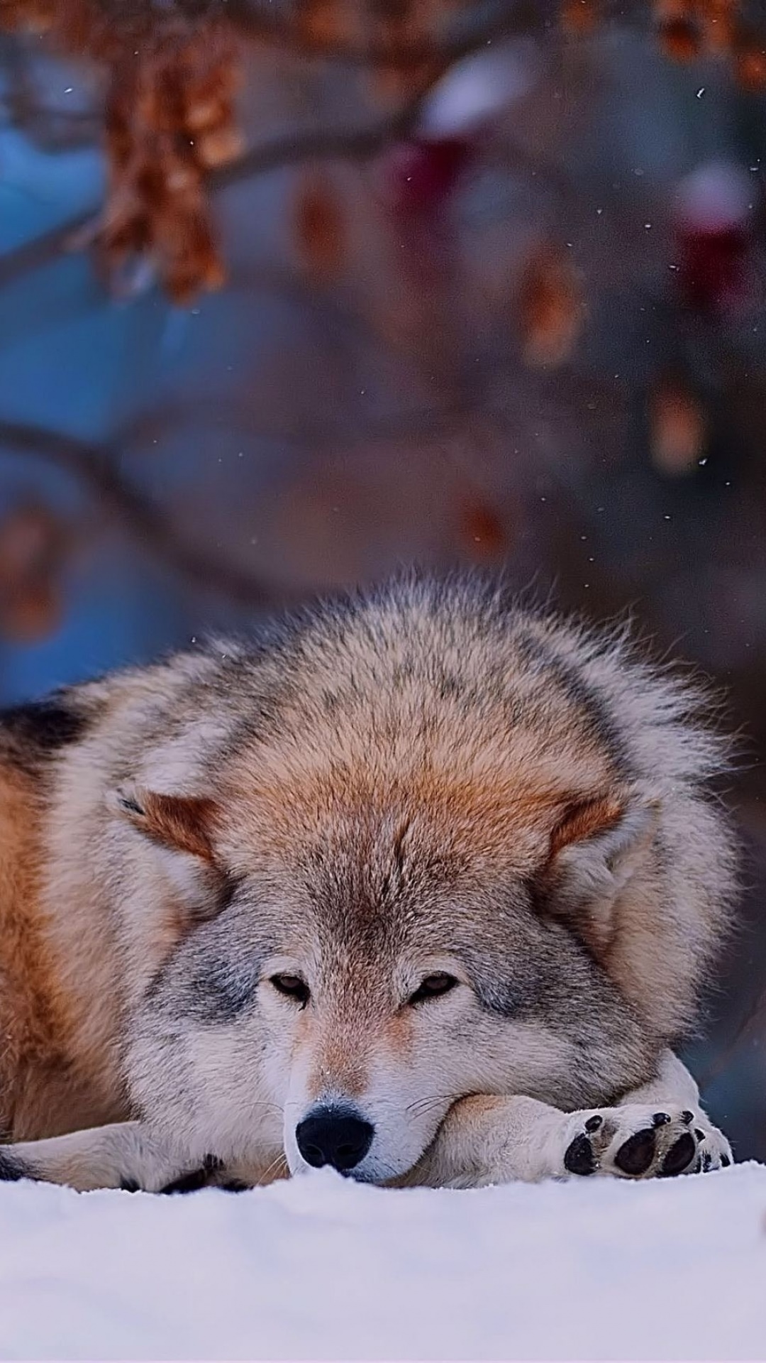 Animal Wolf, 1080x1920, Phone HD Wallpaper