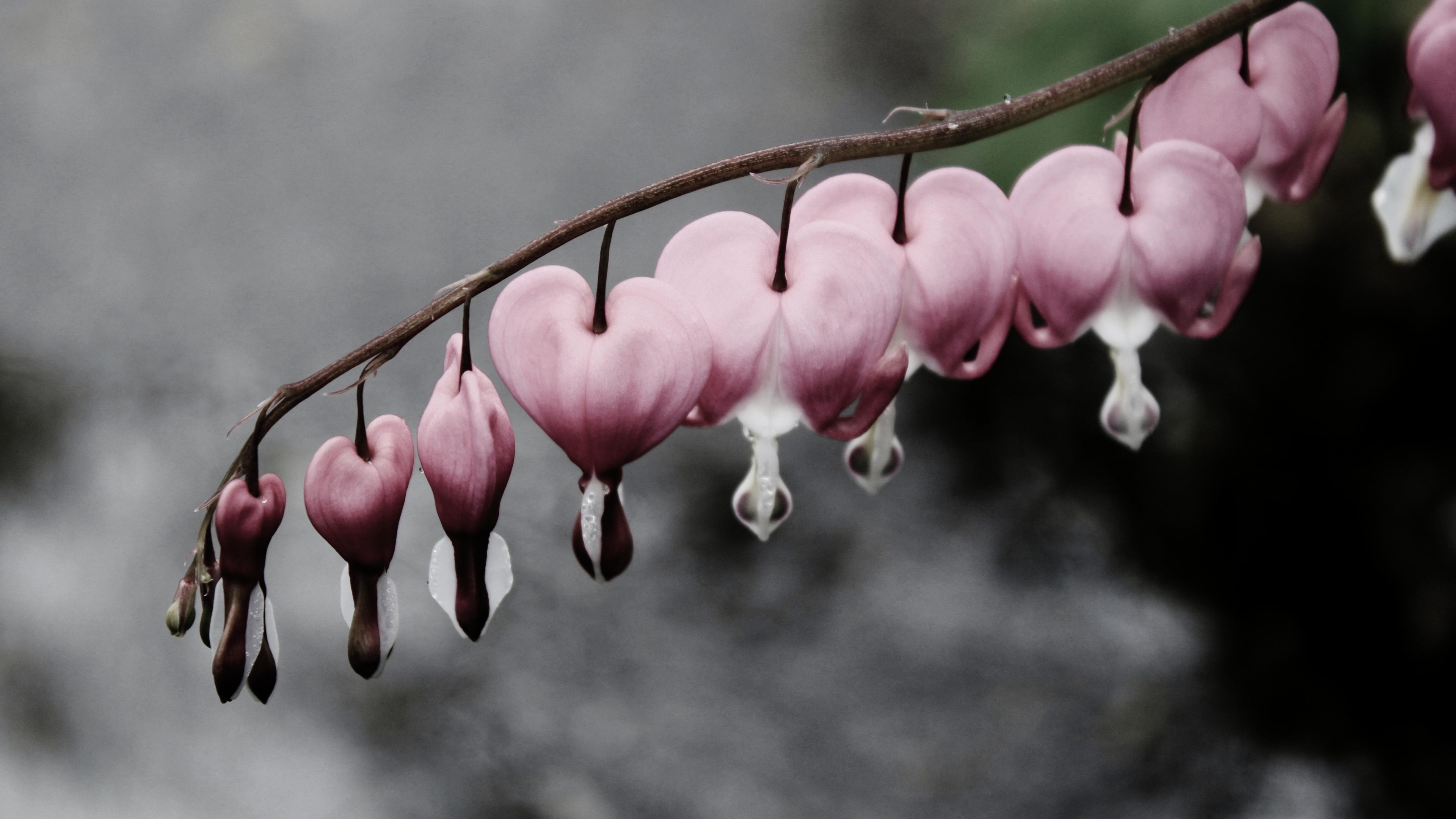 bleeding hearts, 4K, flowers, snow, water, HD Wallpaper