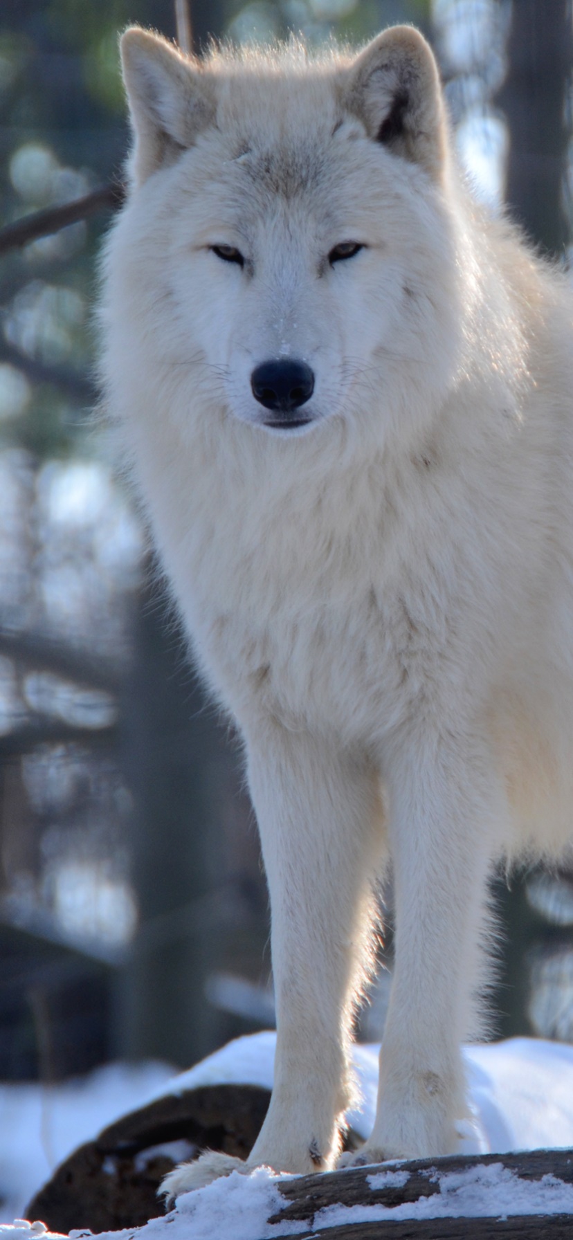 Animal Wolf, 828x1792, Phone HD Wallpaper
