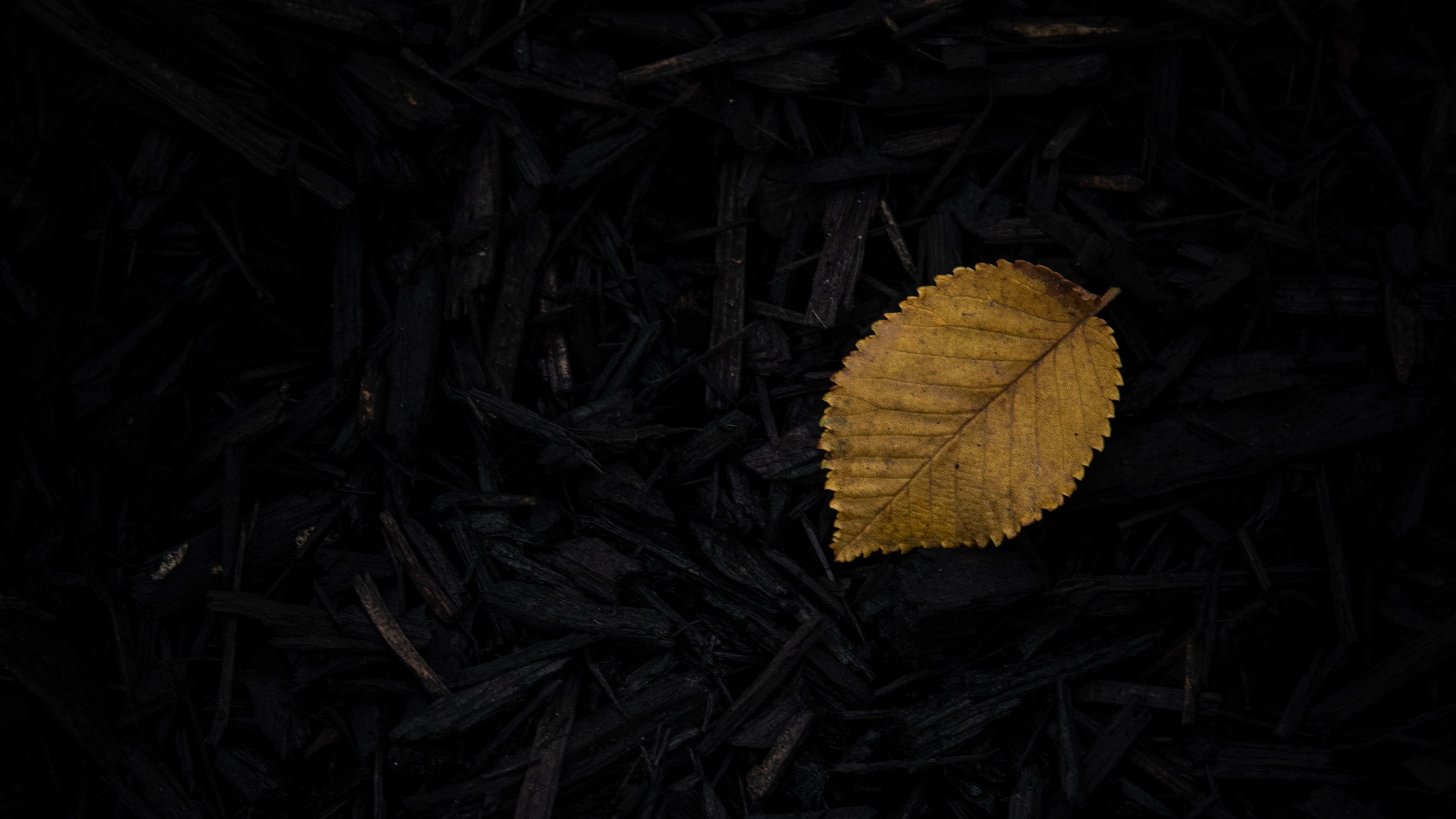 leaf, grass, yellow, dark, 4k, HD Wallpaper