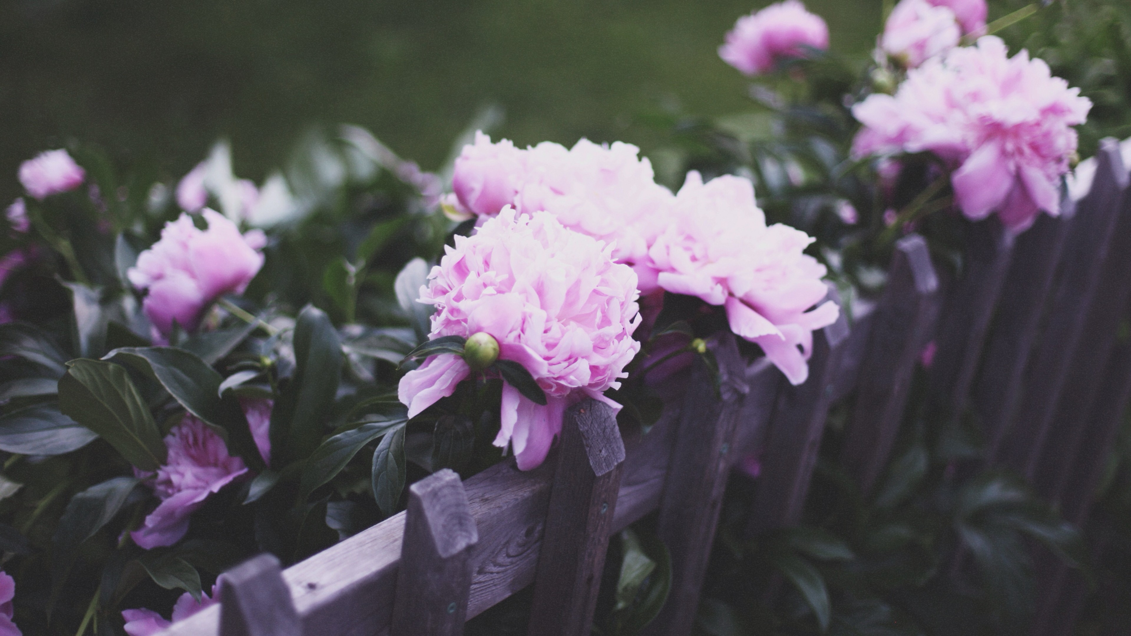peonies, 4K, pink, fence, effects, HD Wallpaper