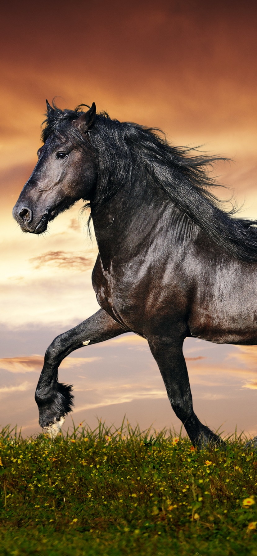 Animal Horse, 828x1792, Phone HD Wallpaper