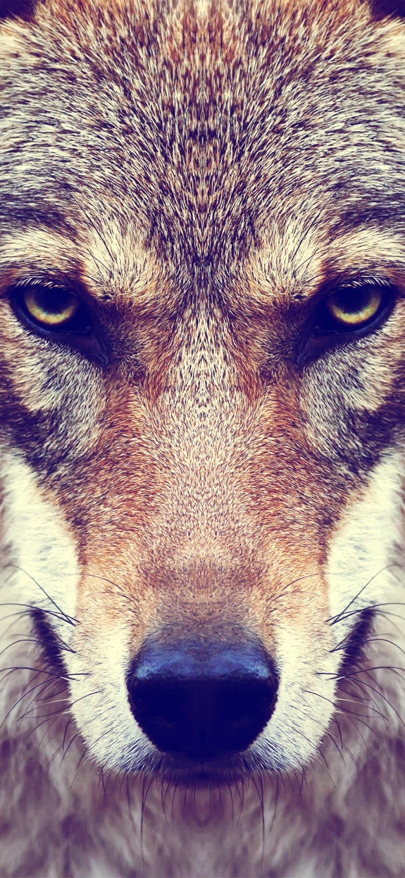 Animal Wolf, Stare, Face, Muzzle, 828x1792, Phone HD Wallpaper