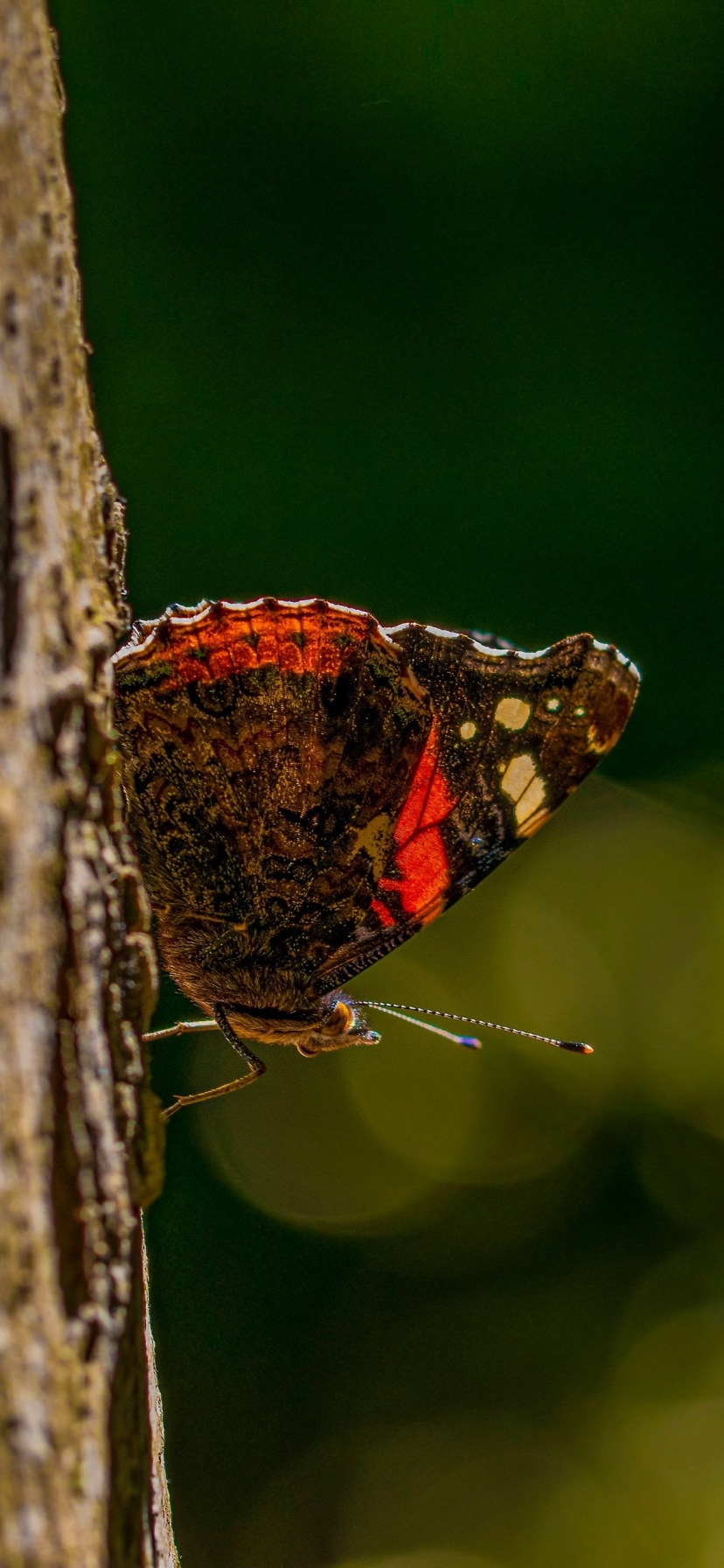 Animal Butterfly, Macro, Insect, 828x1792, Phone HD Wallpaper