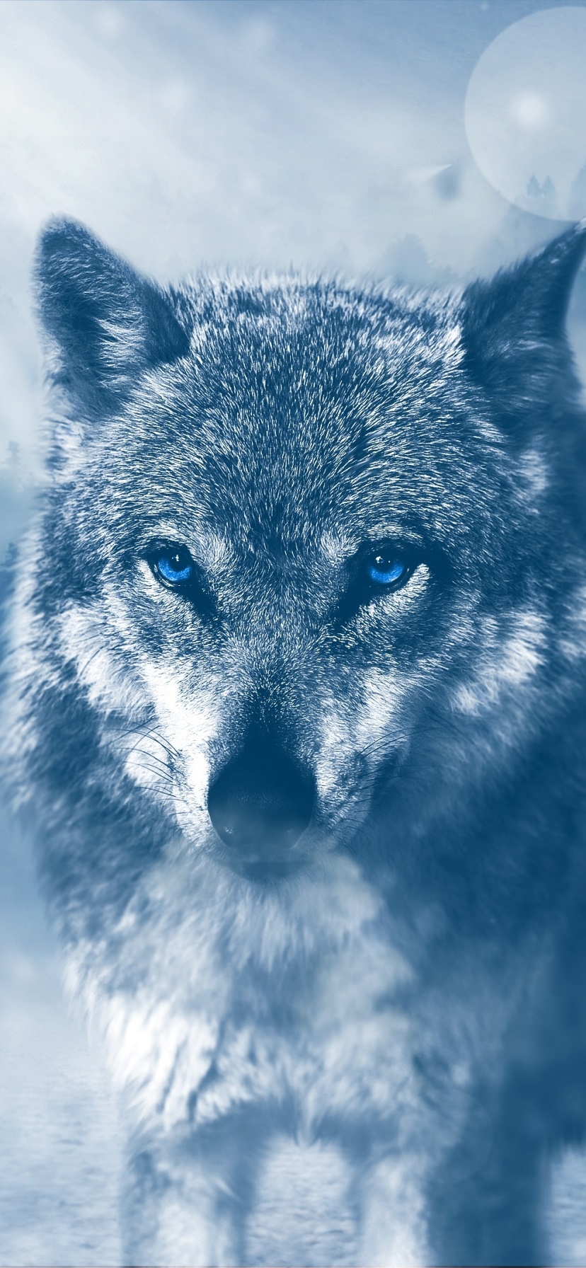 Animal Wolf, Blue Eyes, 828x1792, Phone HD Wallpaper