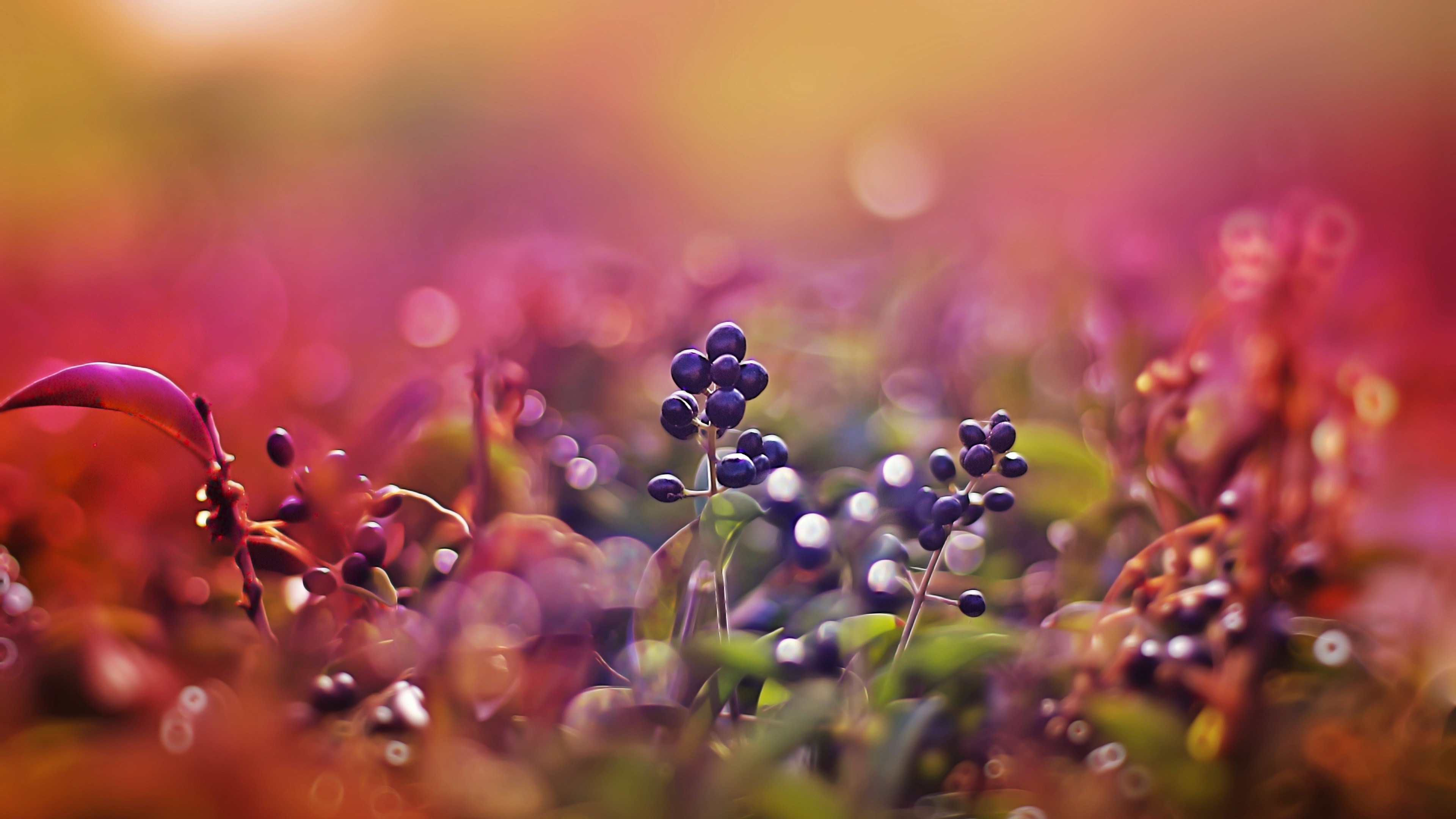 berries, 4K, leaves, macro, bokeh, pink, HD Wallpaper