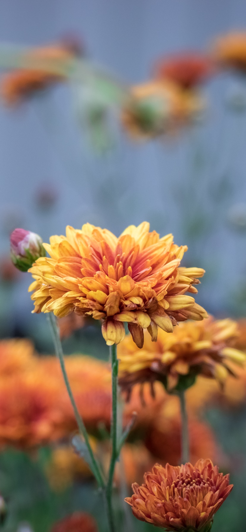 Earth Flower, Orange Flower, 828x1792, Phone HD Wallpaper