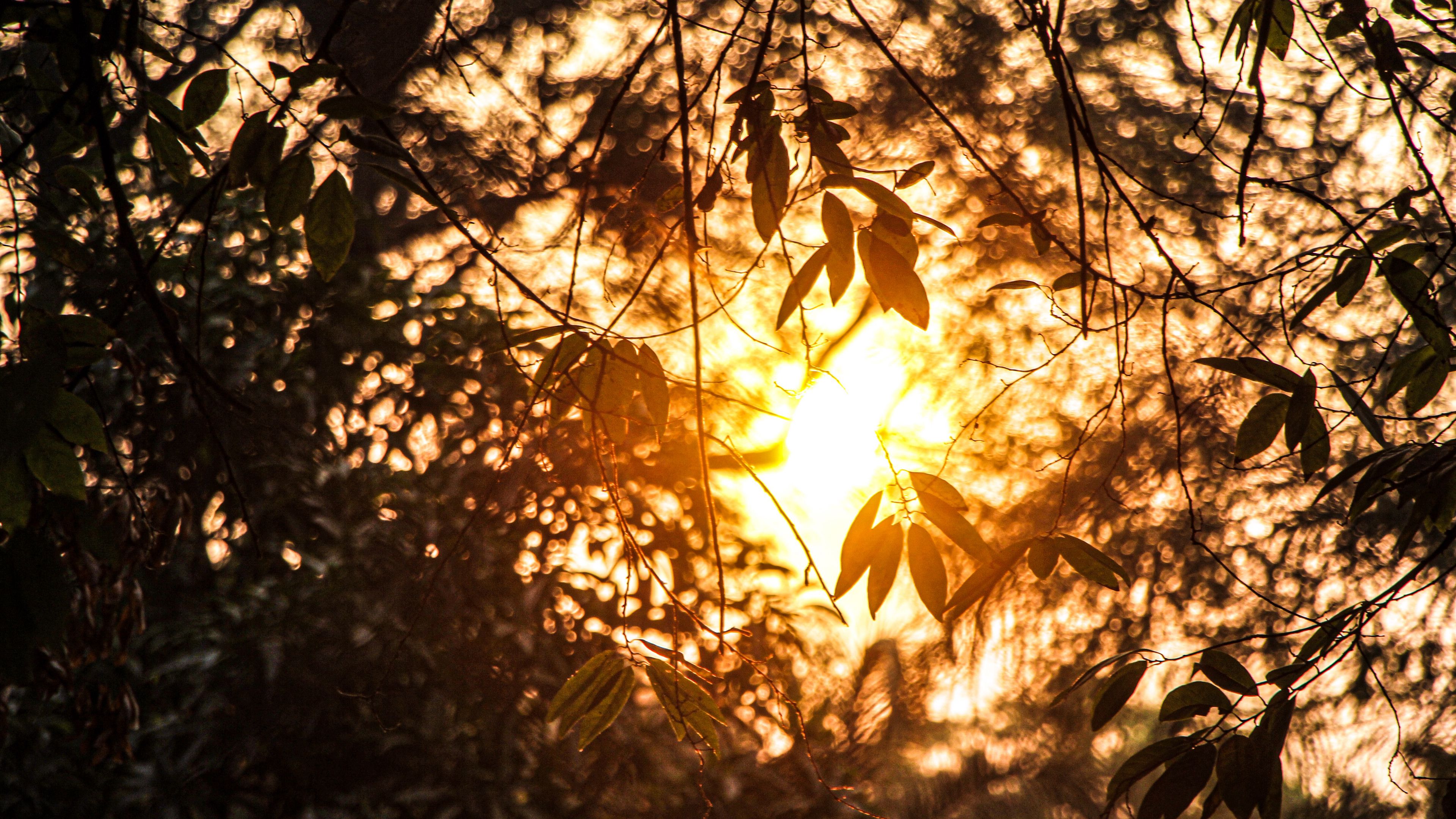 branches, leaves, sunlight, summer, 4k, HD Wallpaper