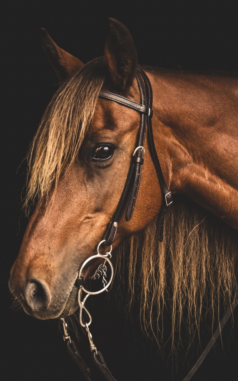 Animal Horse, 800x1280, Phone HD Wallpaper