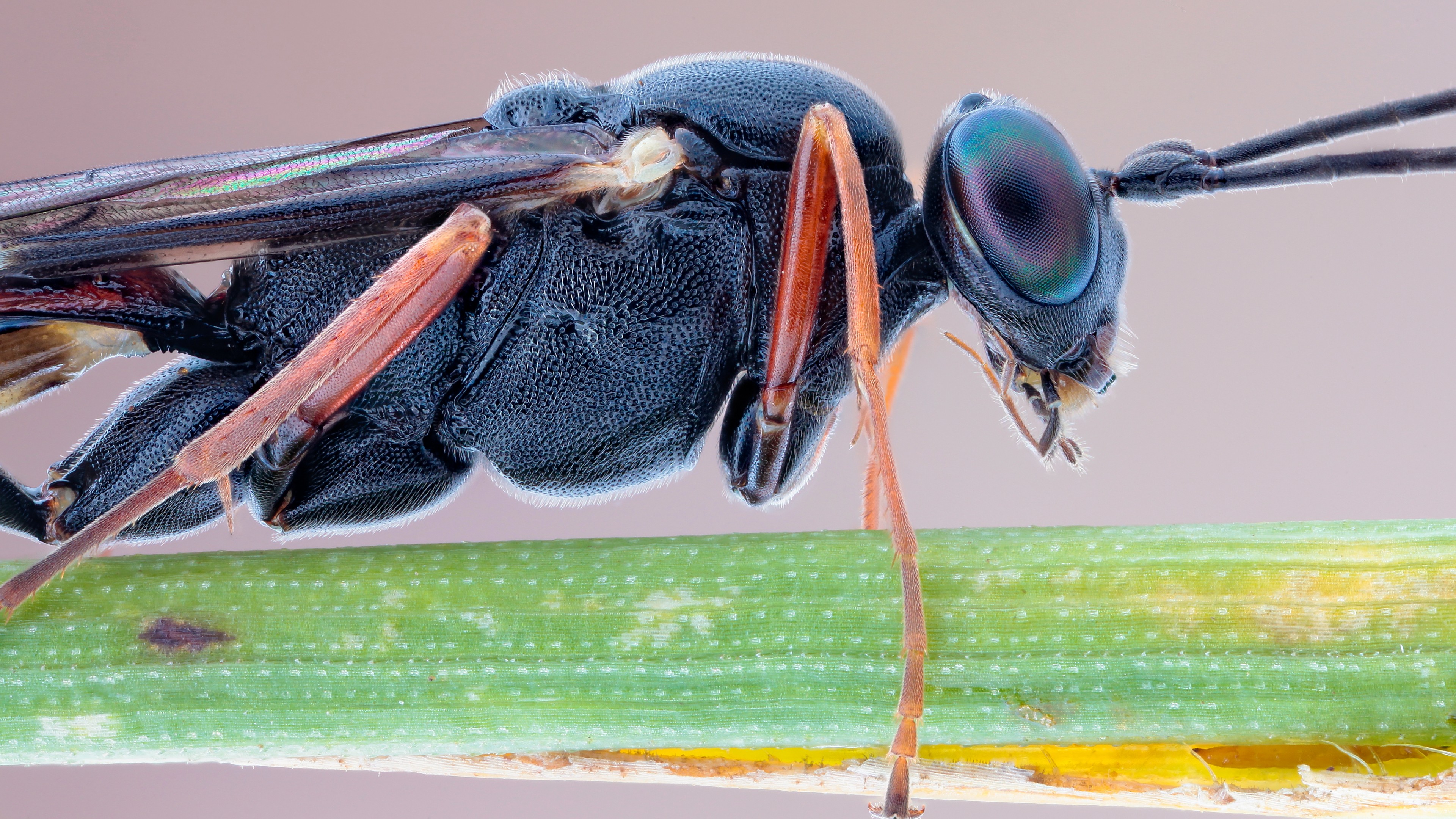 Slender Parasite, insects, macro, eyes, black, nature, legs, antennae, HD Wallpaper