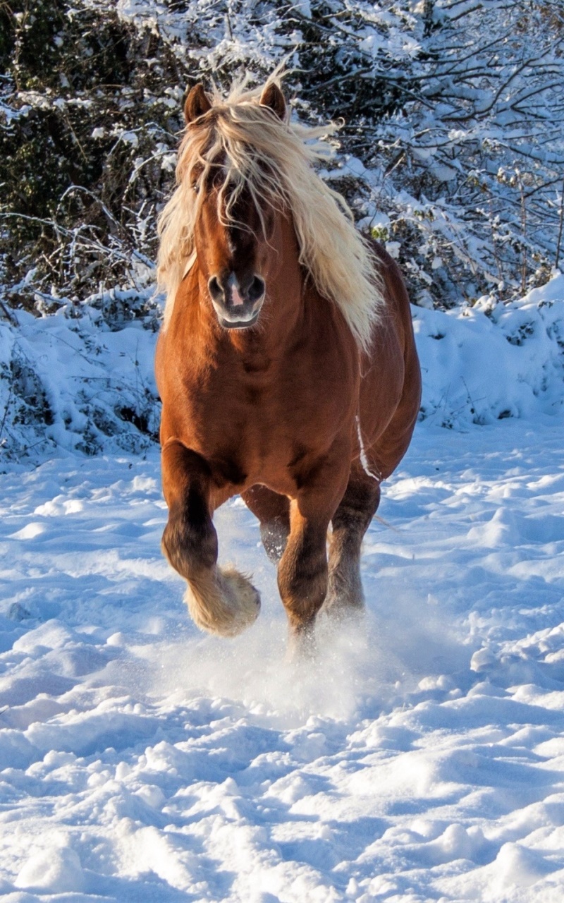 Animal Horse, Winter, Snow, 800x1280, Phone HD Wallpaper