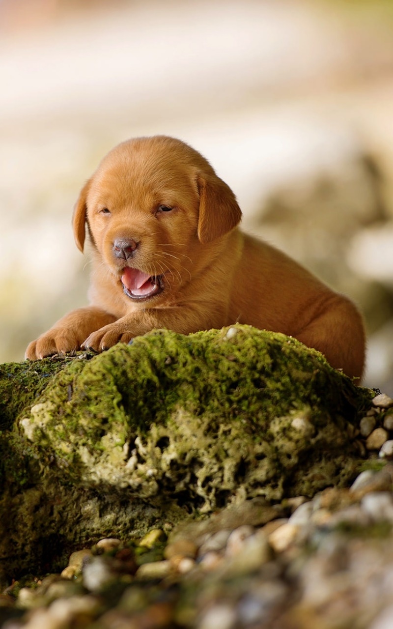Animal Labrador Retriever, Baby Animal, Puppy, Dog, 800x1280, Phone HD Wallpaper