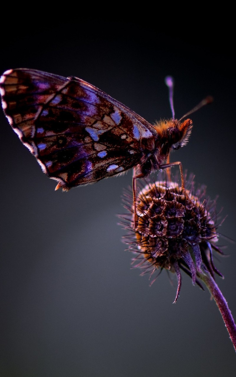 Animal Butterfly, Macro, Insect, 800x1280, Phone HD Wallpaper