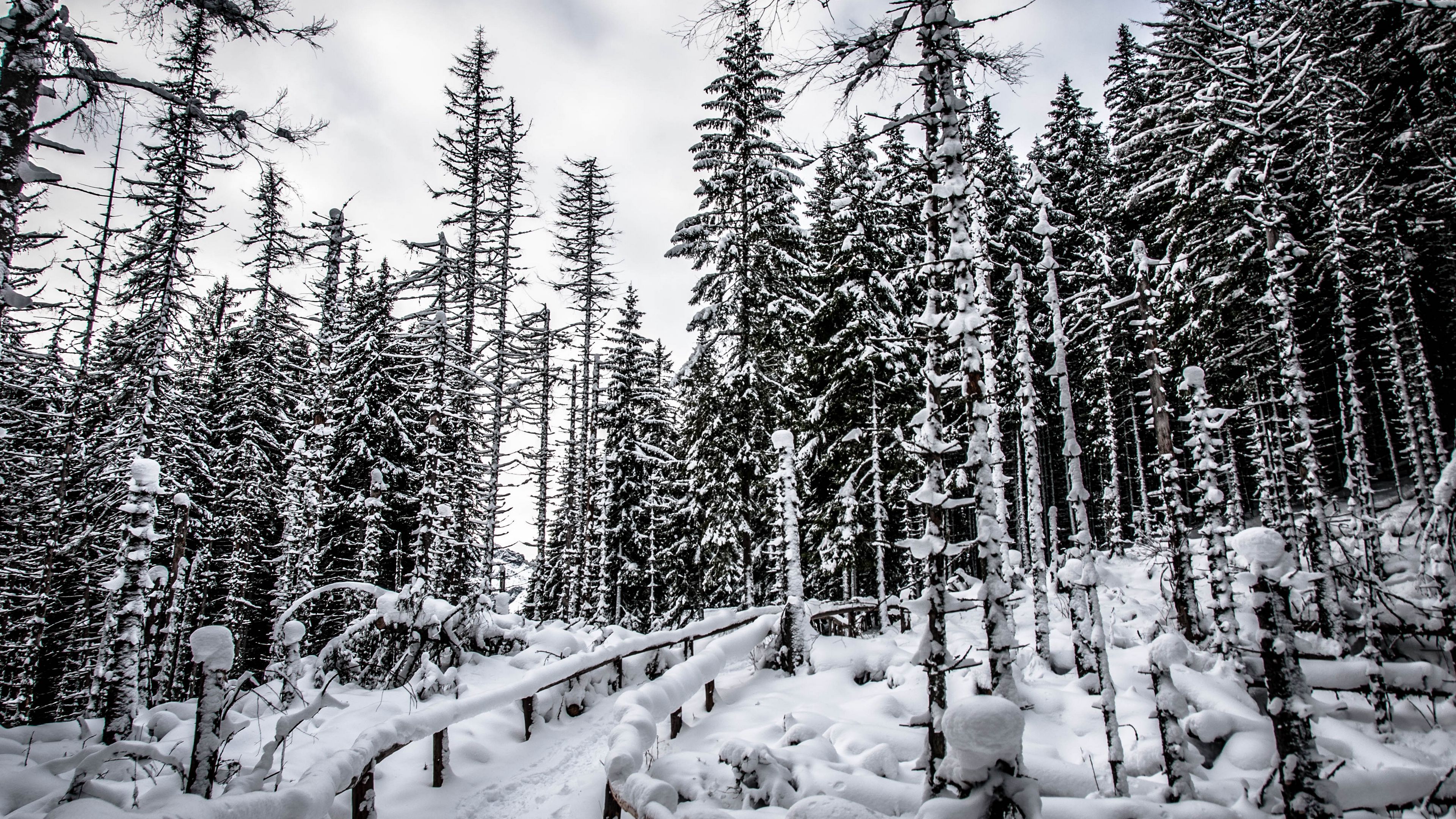 forest, trees, snow, nature, 4k, HD Wallpaper