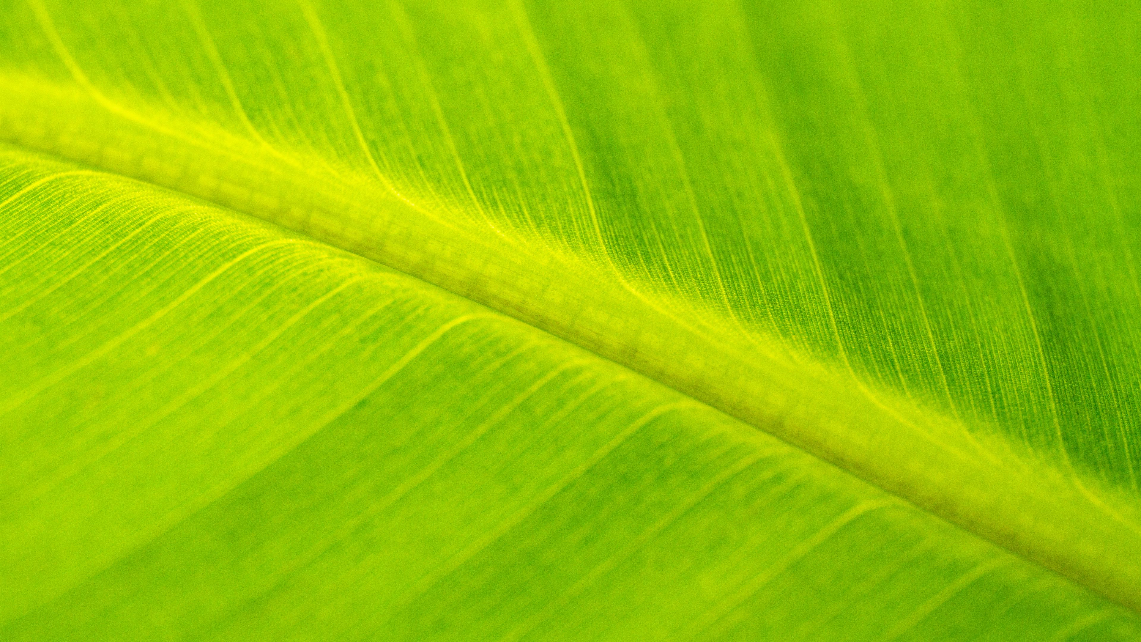leaf, macro, veins, green, surface, 4k, HD Wallpaper