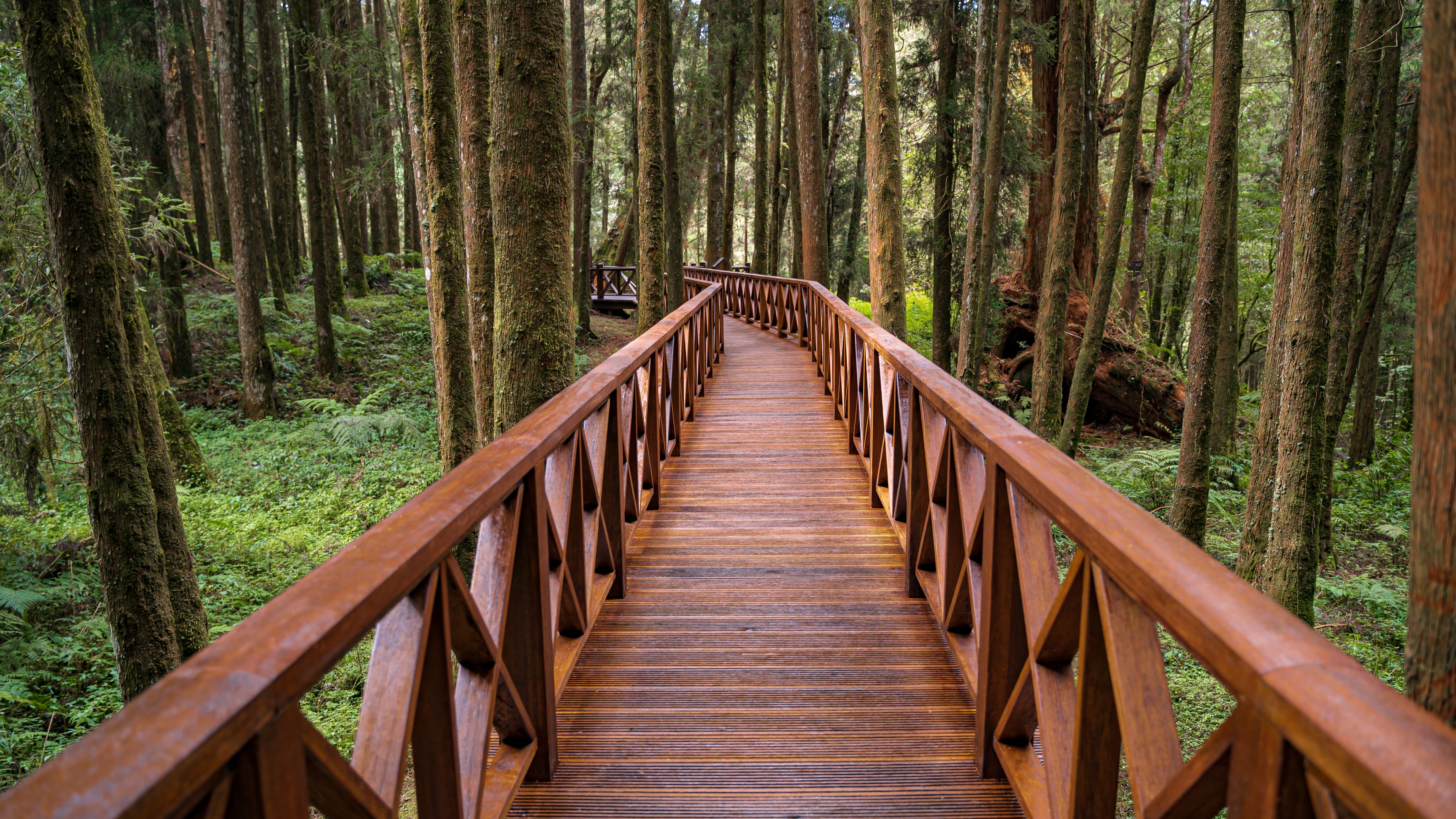 bridge, forest, trees, nature, 4k, HD Wallpaper