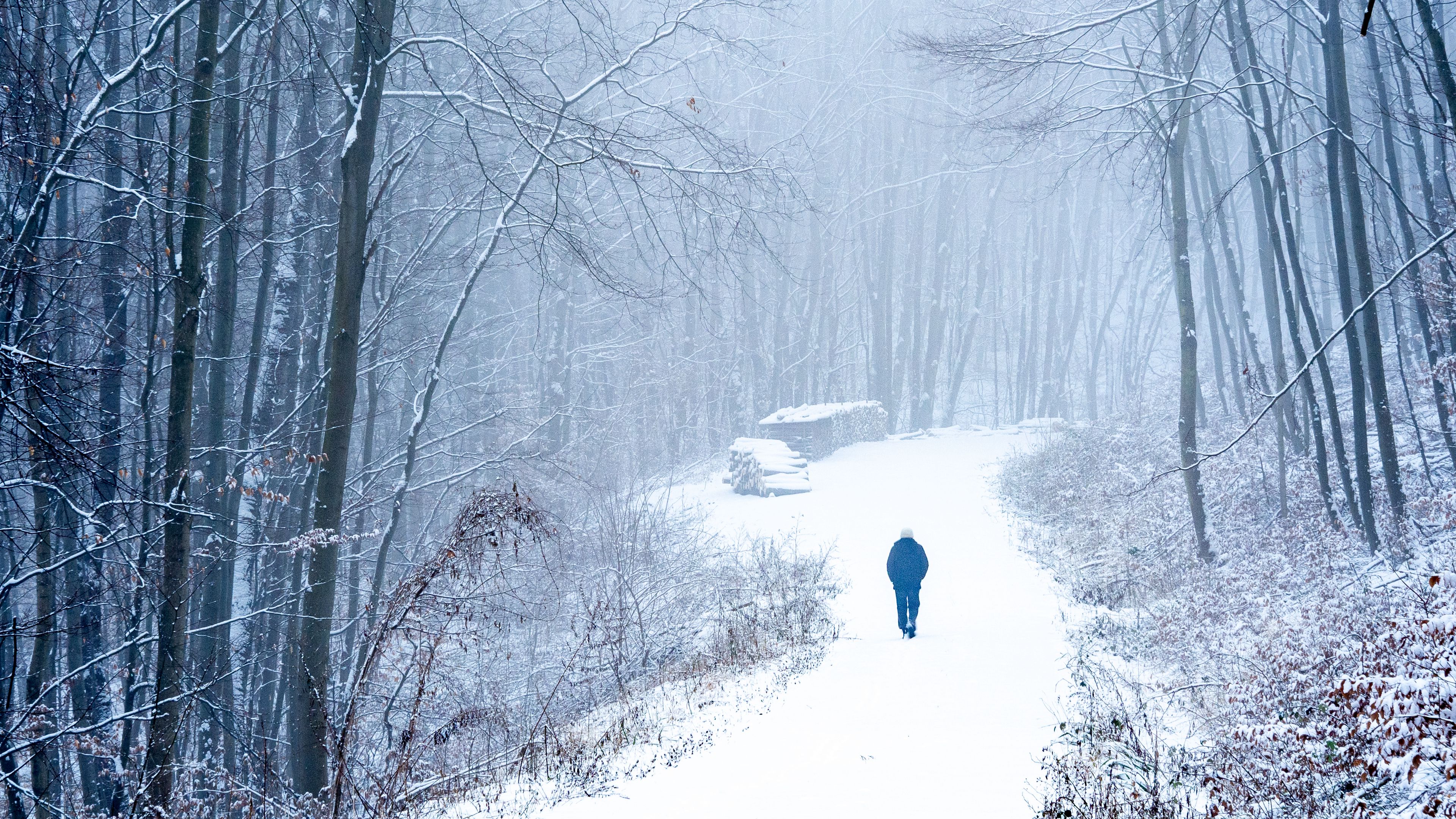 lonely, loneliness, forest, snow, 4k, HD Wallpaper