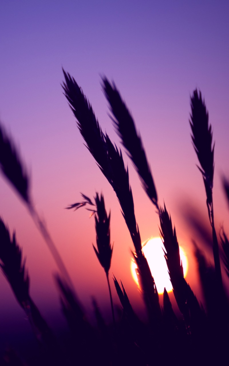 Earth Sunset, 800x1280, Phone HD Wallpaper