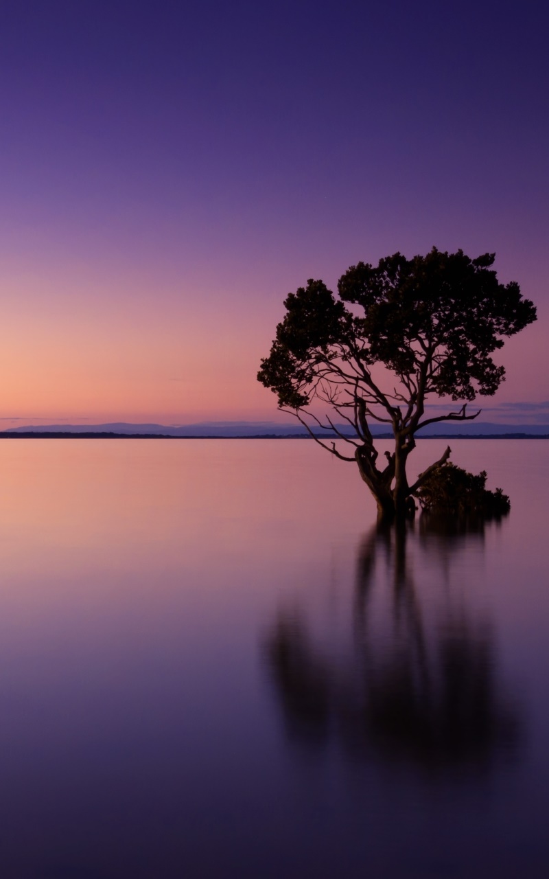 Earth Sunset, Tree, Lonely Tree, Horizon, Reflection, Evening, 800x1280, Phone HD Wallpaper