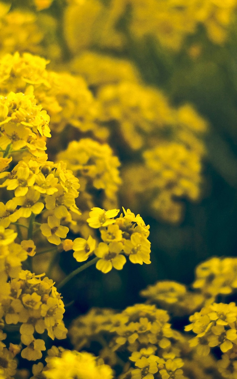 Earth Flower, Yellow Flower, 800x1280, Phone HD Wallpaper