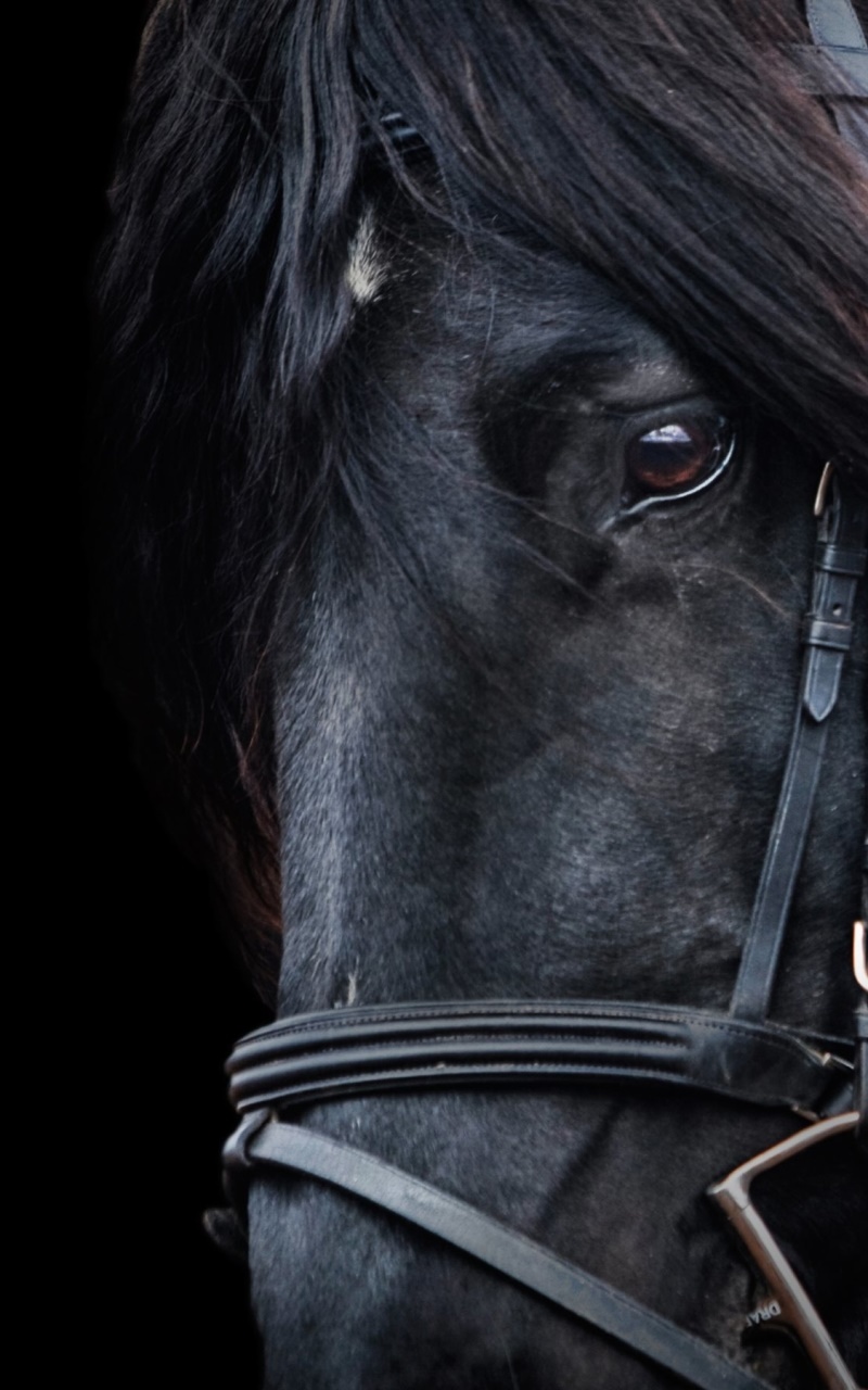 Animal Horse, Black, 800x1280, Phone HD Wallpaper
