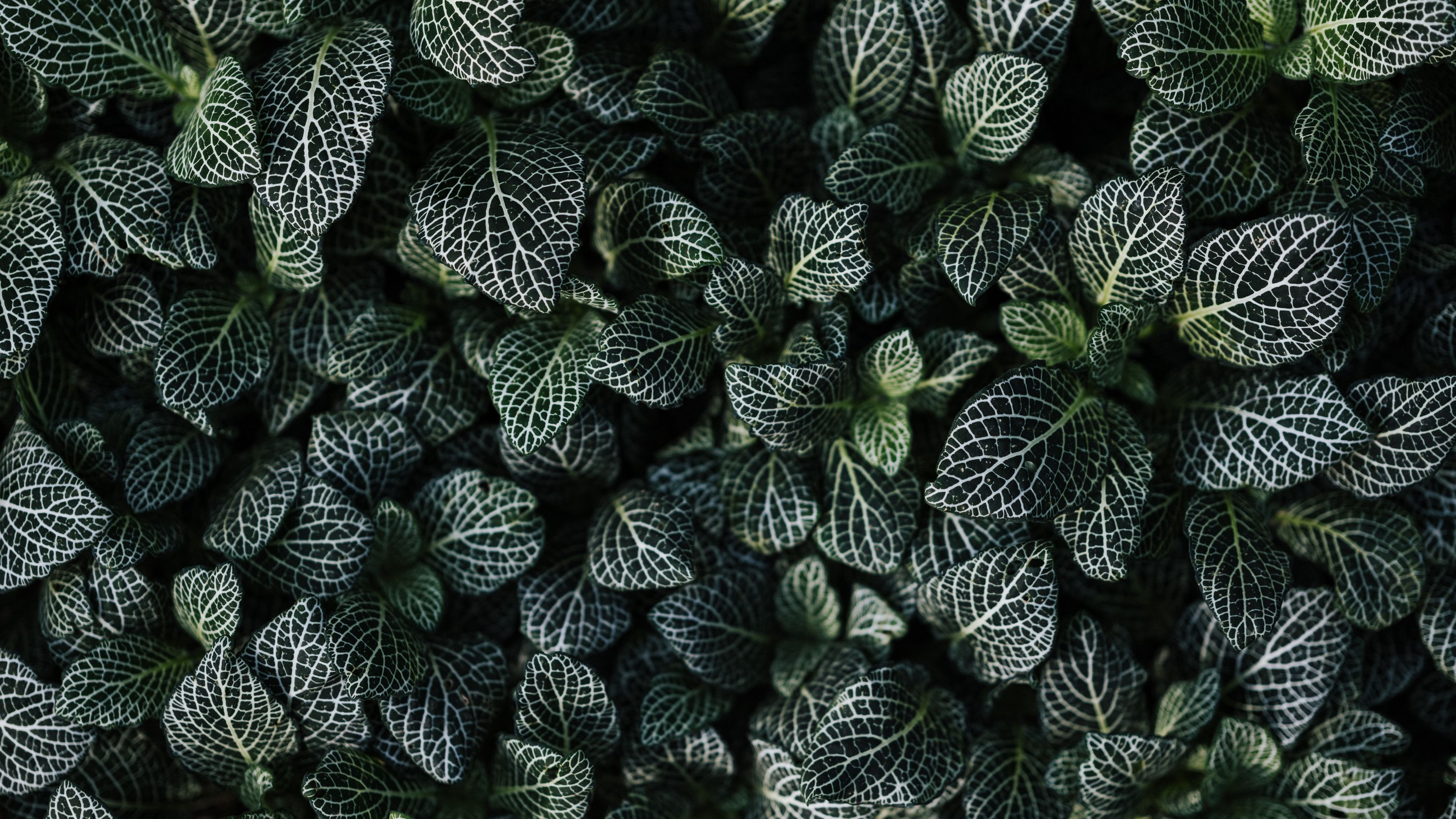leaves, aerial view, green, 4k, HD Wallpaper