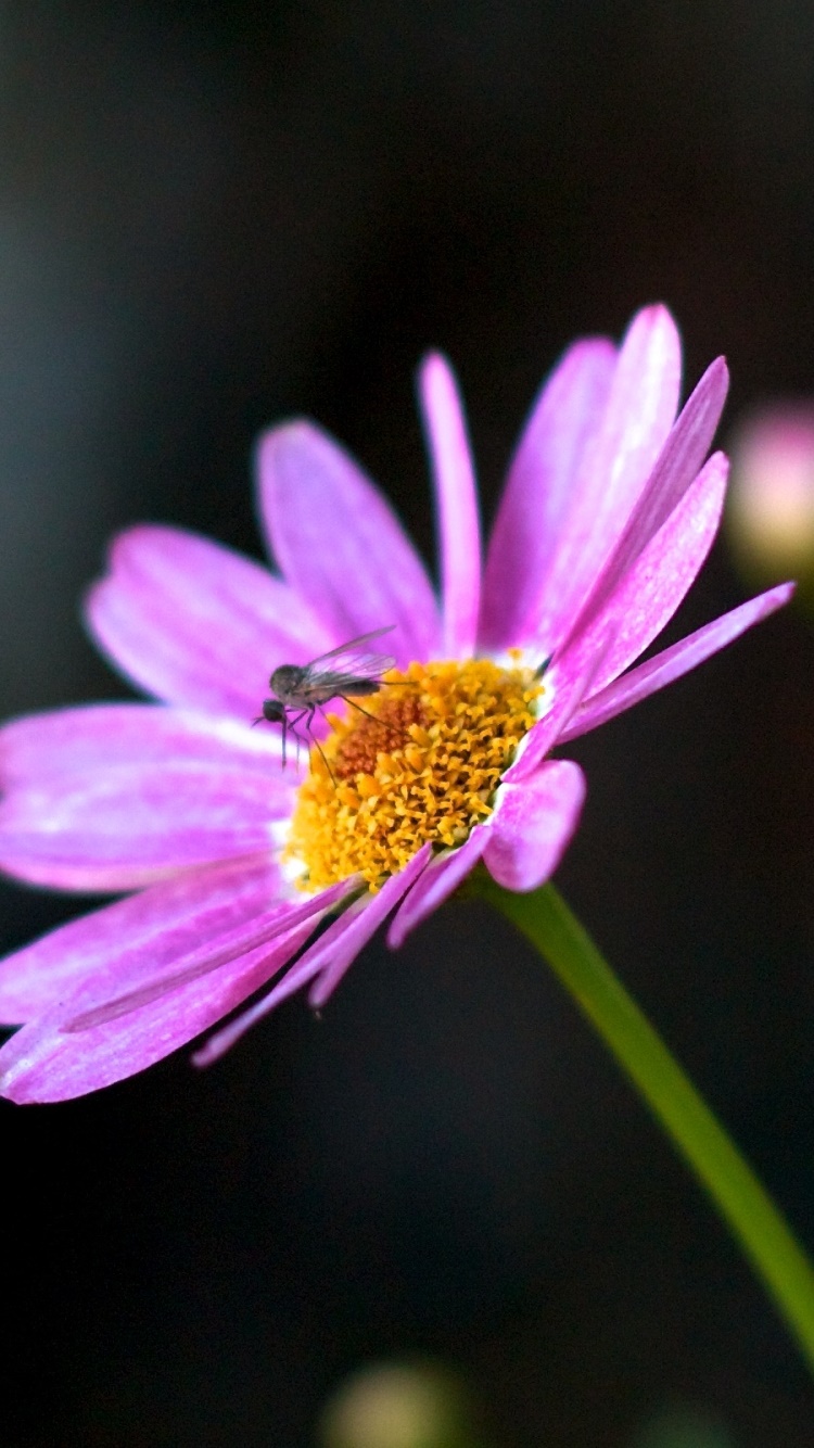 Earth Flower, Pink Flower, Daisy, Mosquito, 750x1334, Phone HD Wallpaper