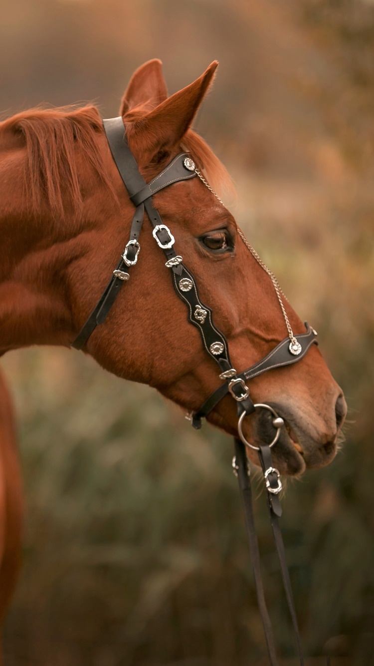 Animal Horse, 750x1334, Phone HD Wallpaper