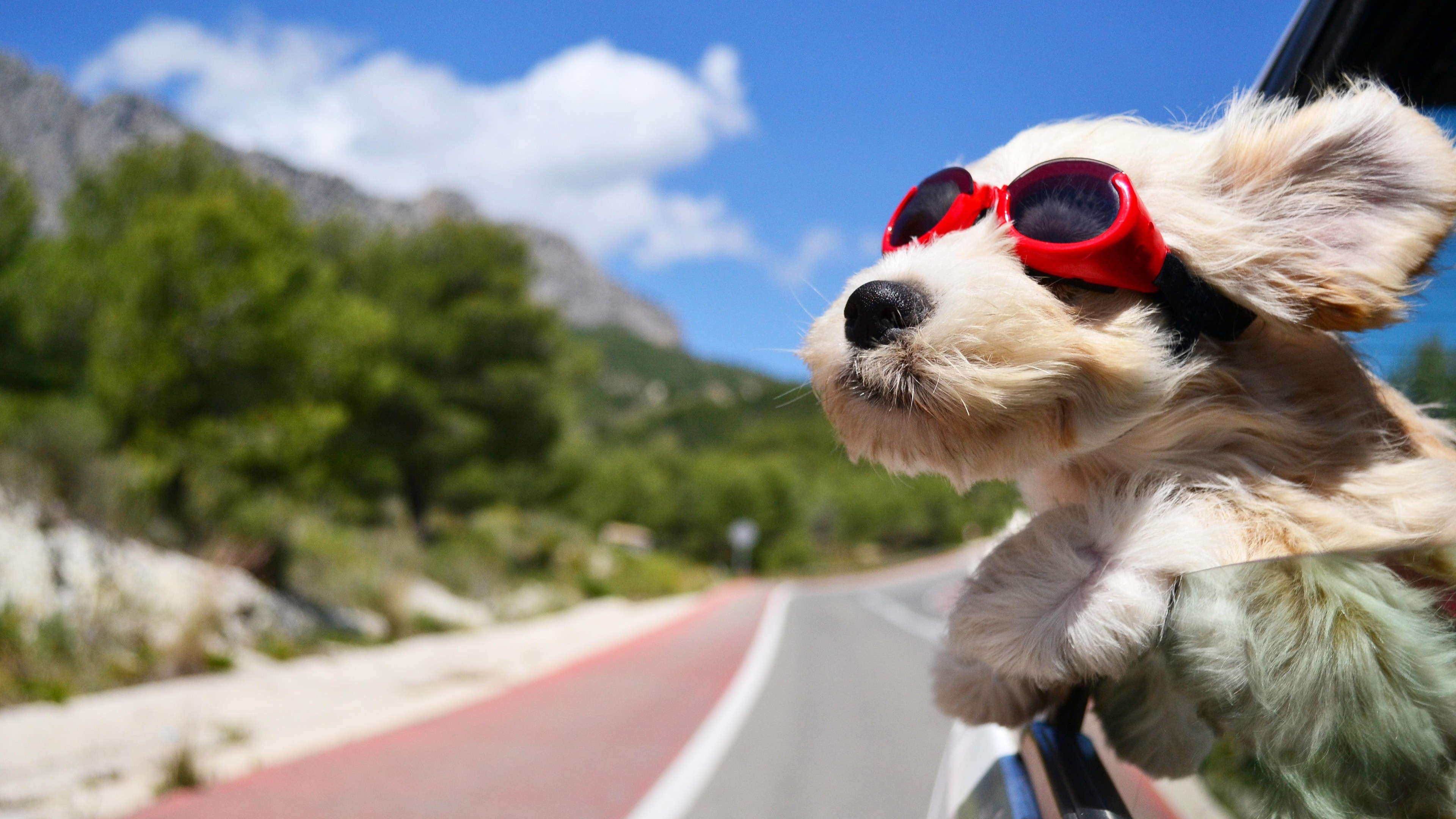 Dog, puppy, road, funny, glasses, hair, sky, nature, HD Wallpaper