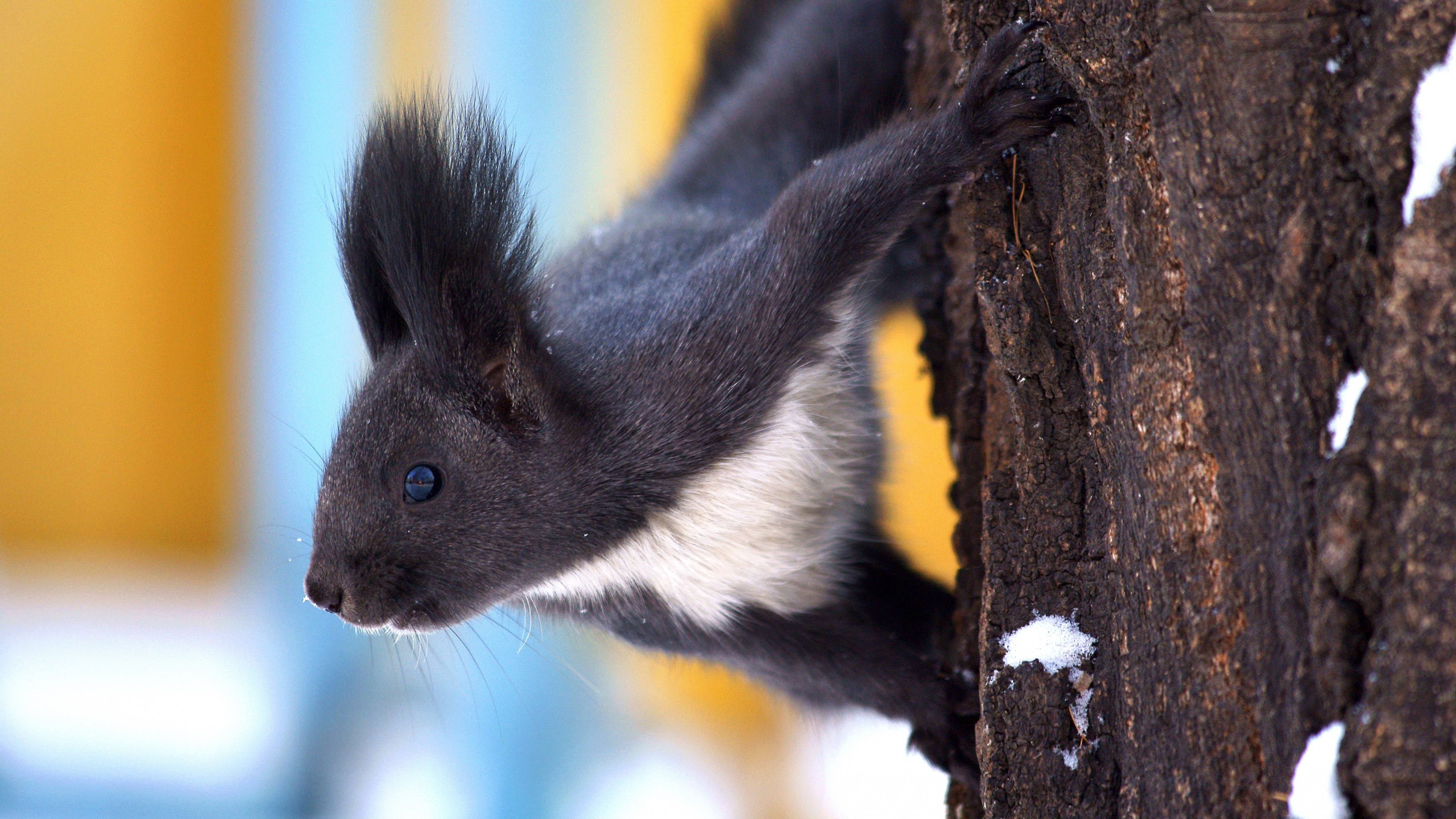 Squirrel, animal, winter, snow, tree, eyes, black, bark, HD Wallpaper