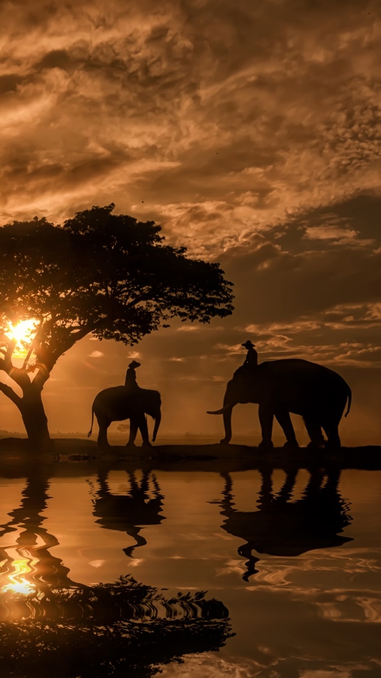 Photography Sunset, Sky, Silhouette, Reflection, Elephant, 750x1334, Phone HD Wallpaper