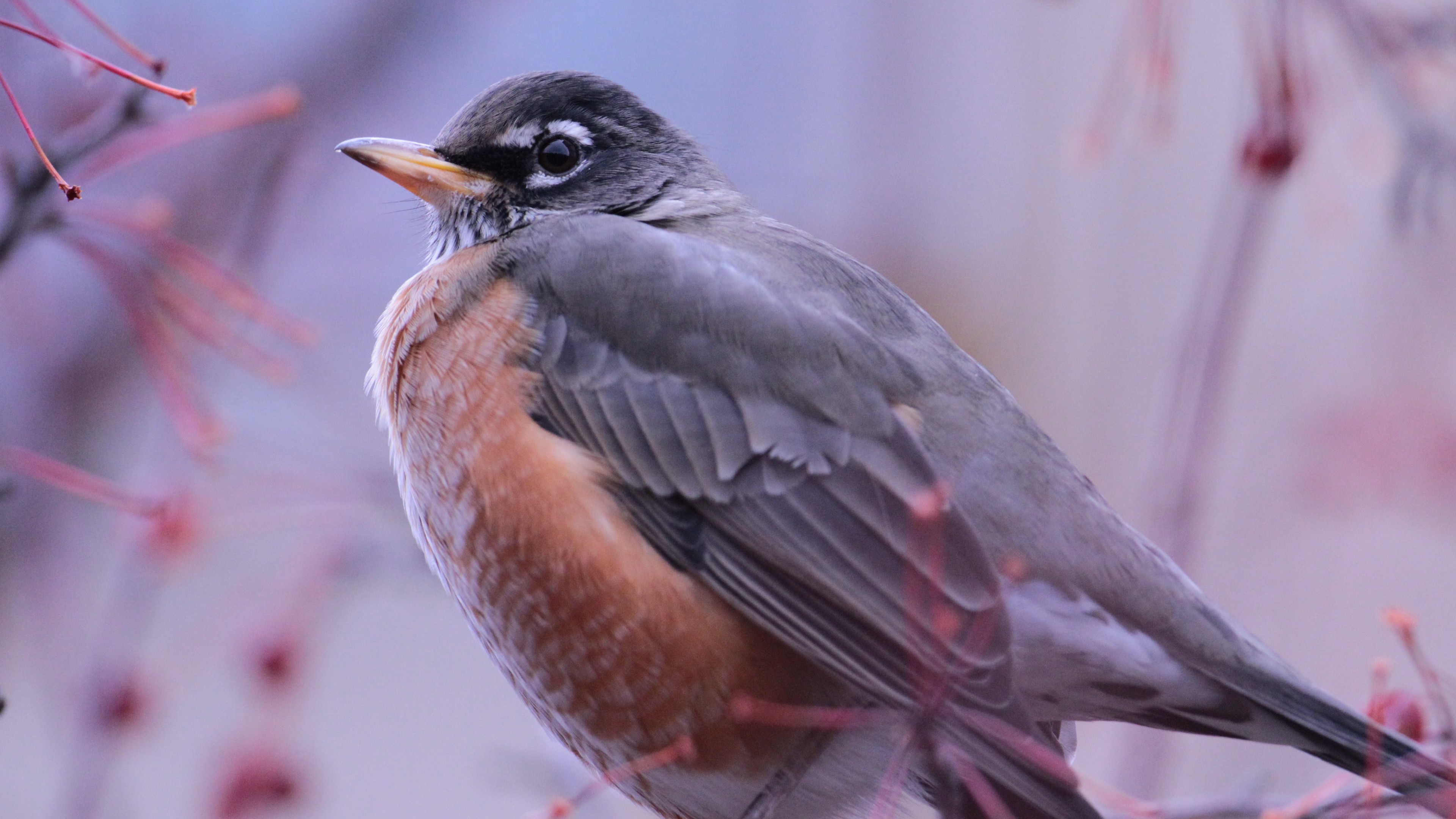 Bird, animal, nature, purple, wings, winter, HD Wallpaper