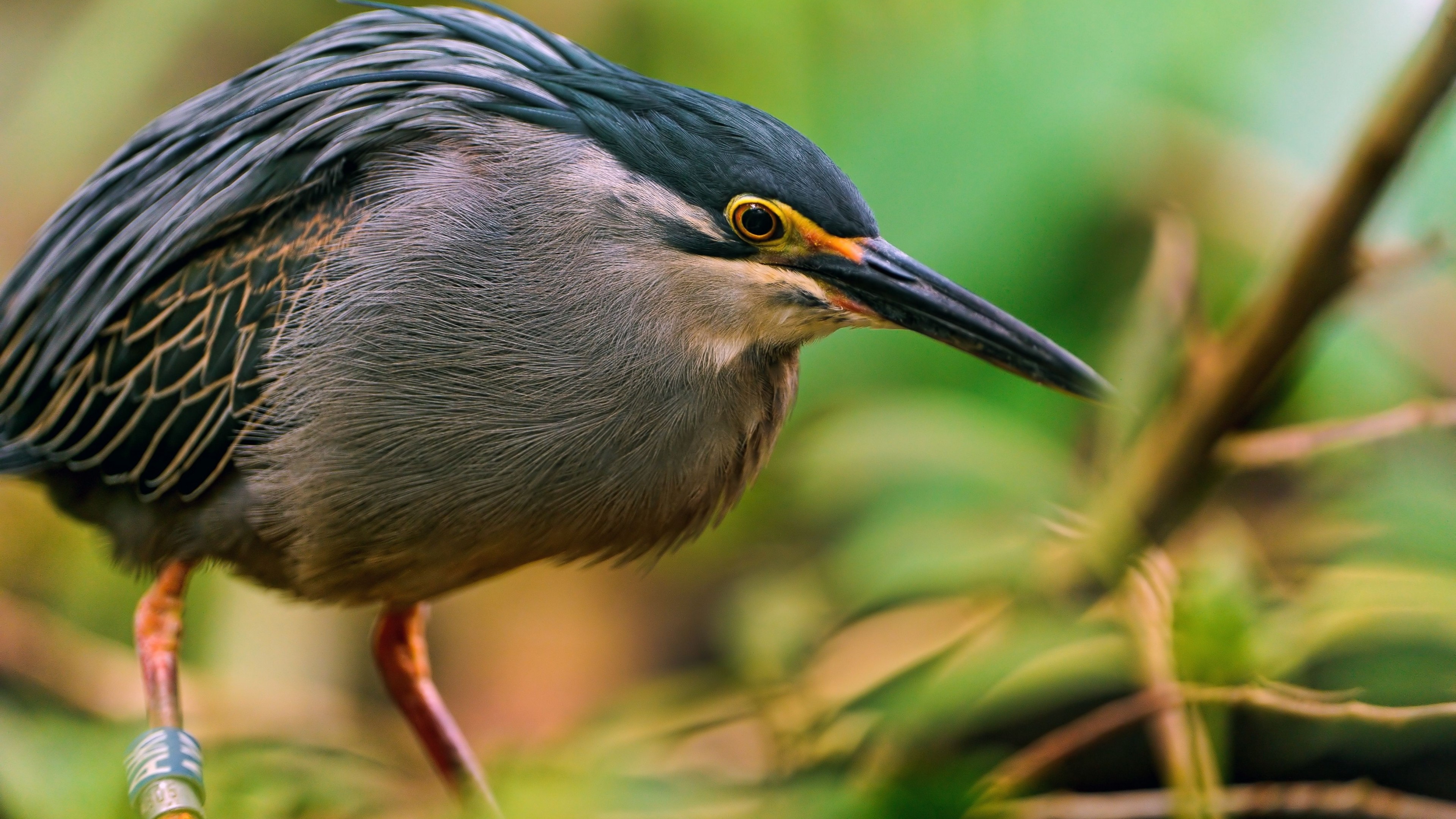 Great bittern, Portugal, Japan, Sakhalin, bird, eyes, green, nature, grey, nest, beak, animal, tourism, HD Wallpaper