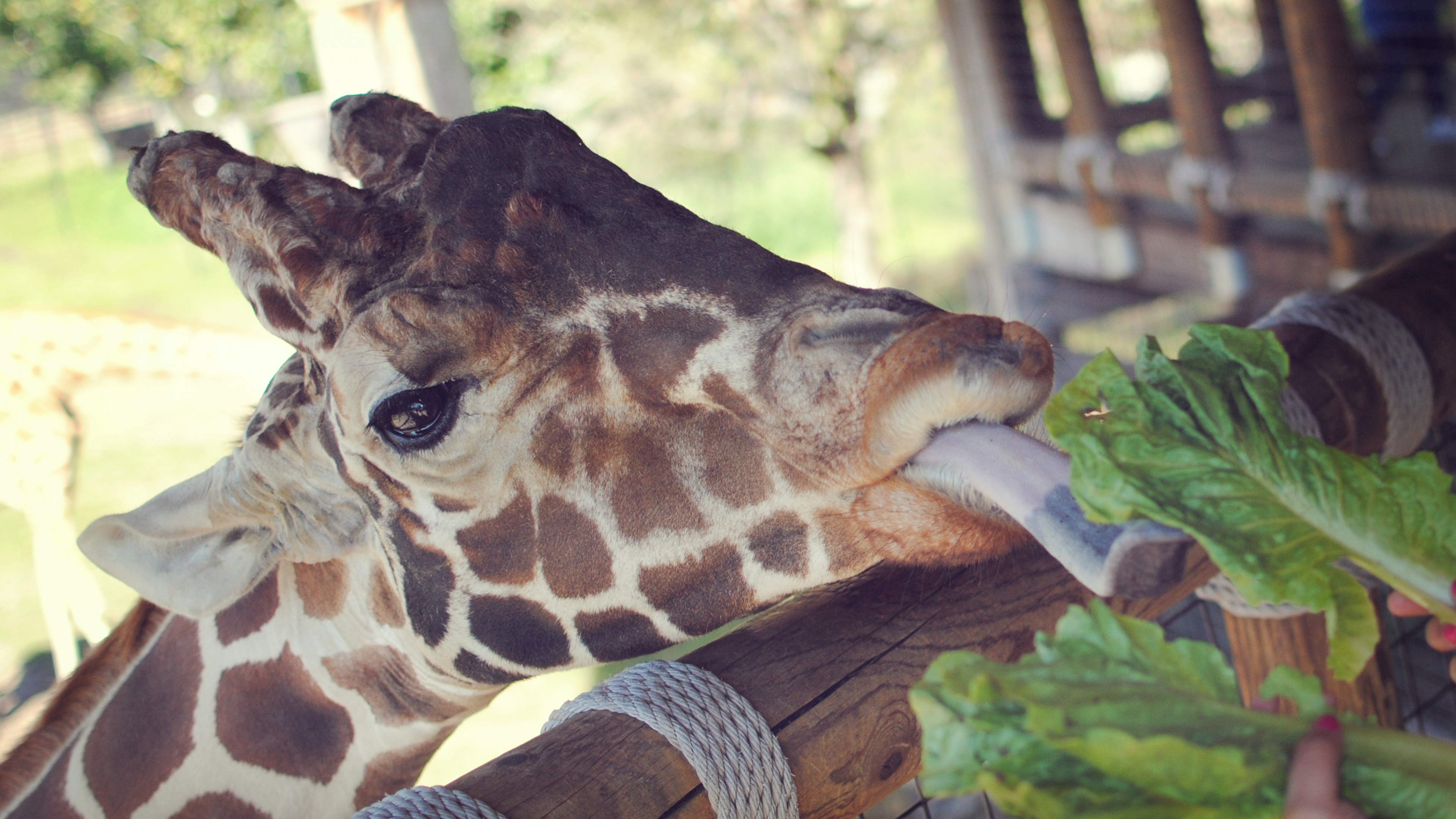 Giraffe, Jacksonville Zoo, animal, tourism, nature, close-up, HD Wallpaper