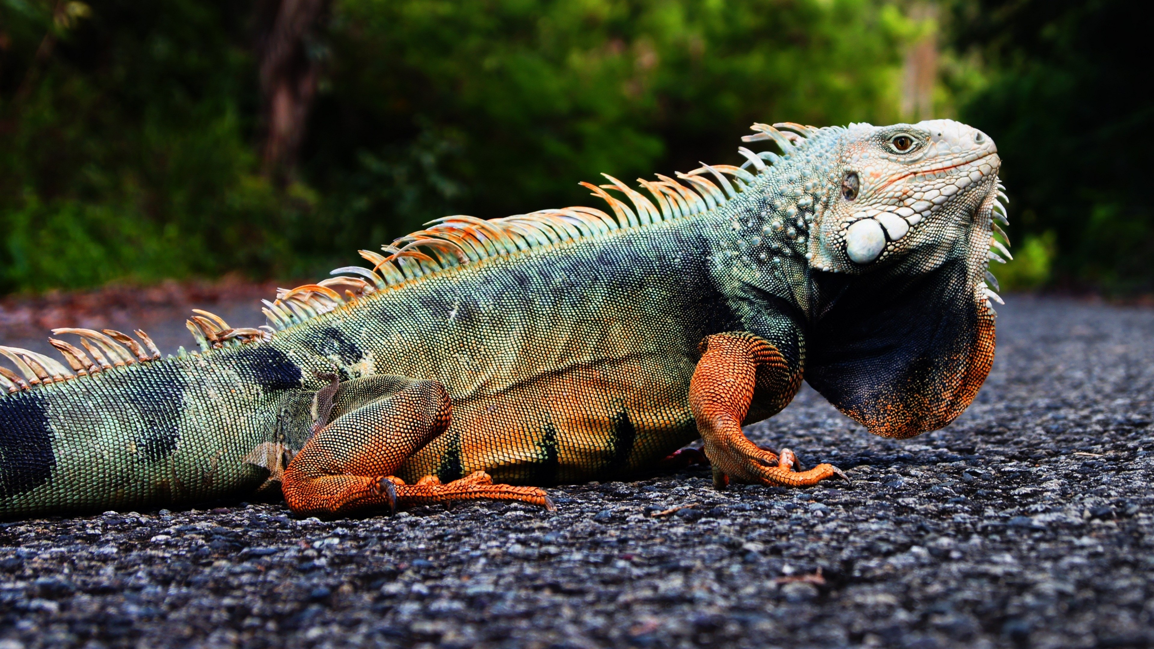Iguana, Puerto Rico, reptiles, green, nature, lizard, animal, tourism, HD Wallpaper