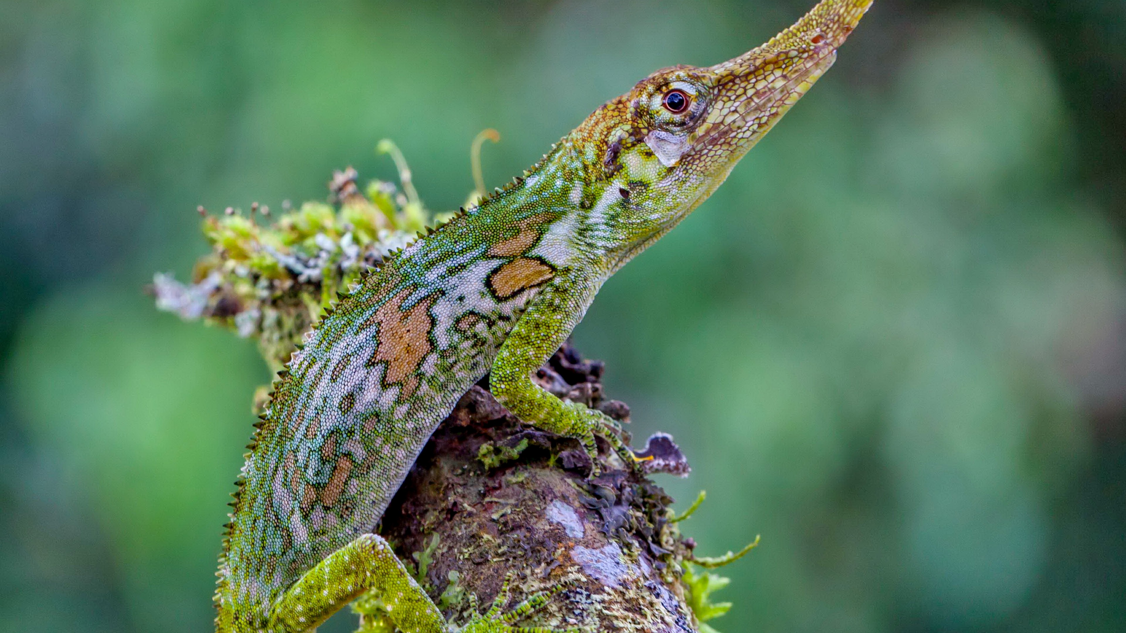 Pinocchio lizard, Ecuador, green, nature, animal, reptiles, tourism, HD Wallpaper
