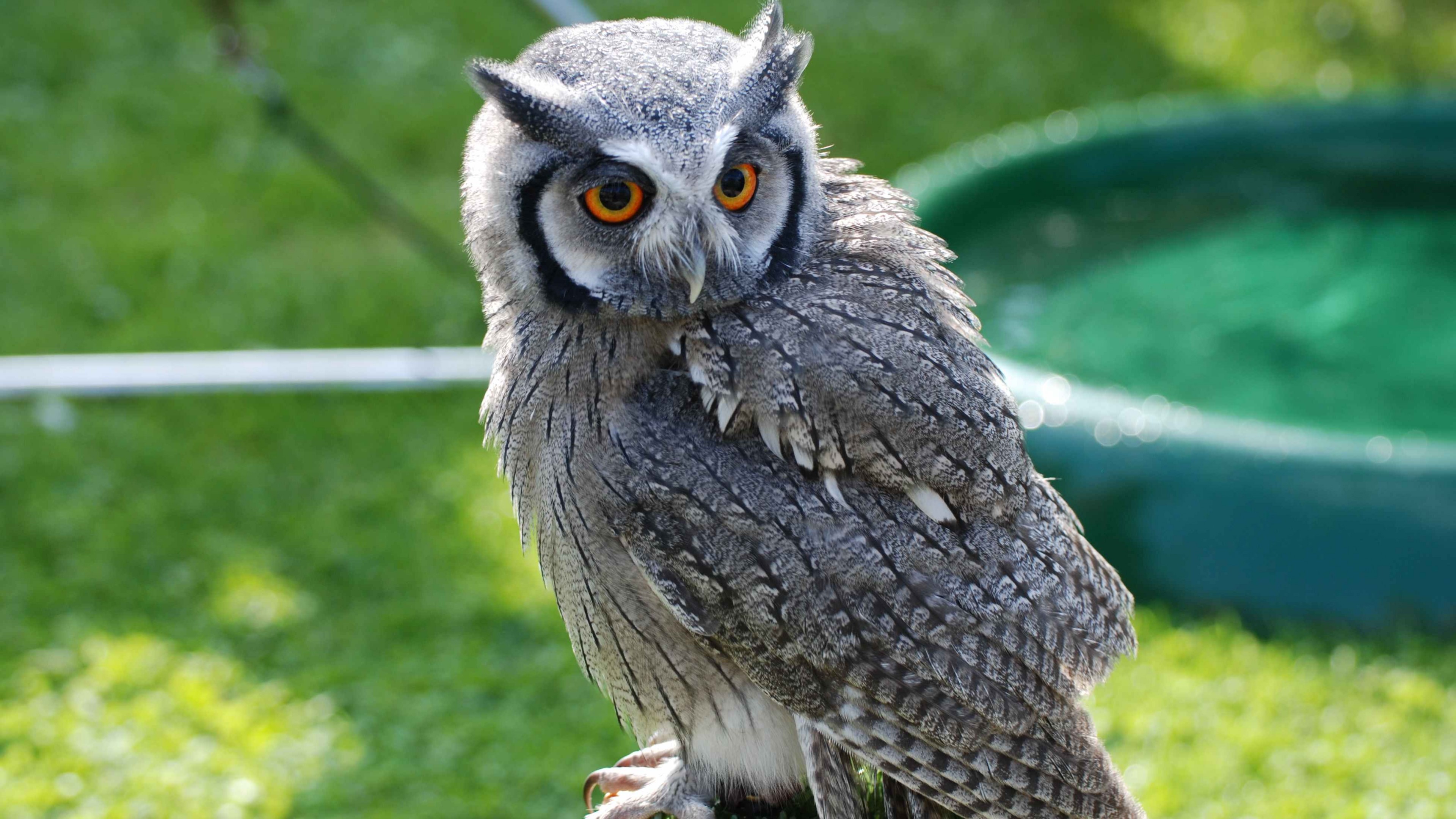 Owl, Bird of Pray, Antarctica, bird, nature, green, eyes, grey, animal, HD Wallpaper