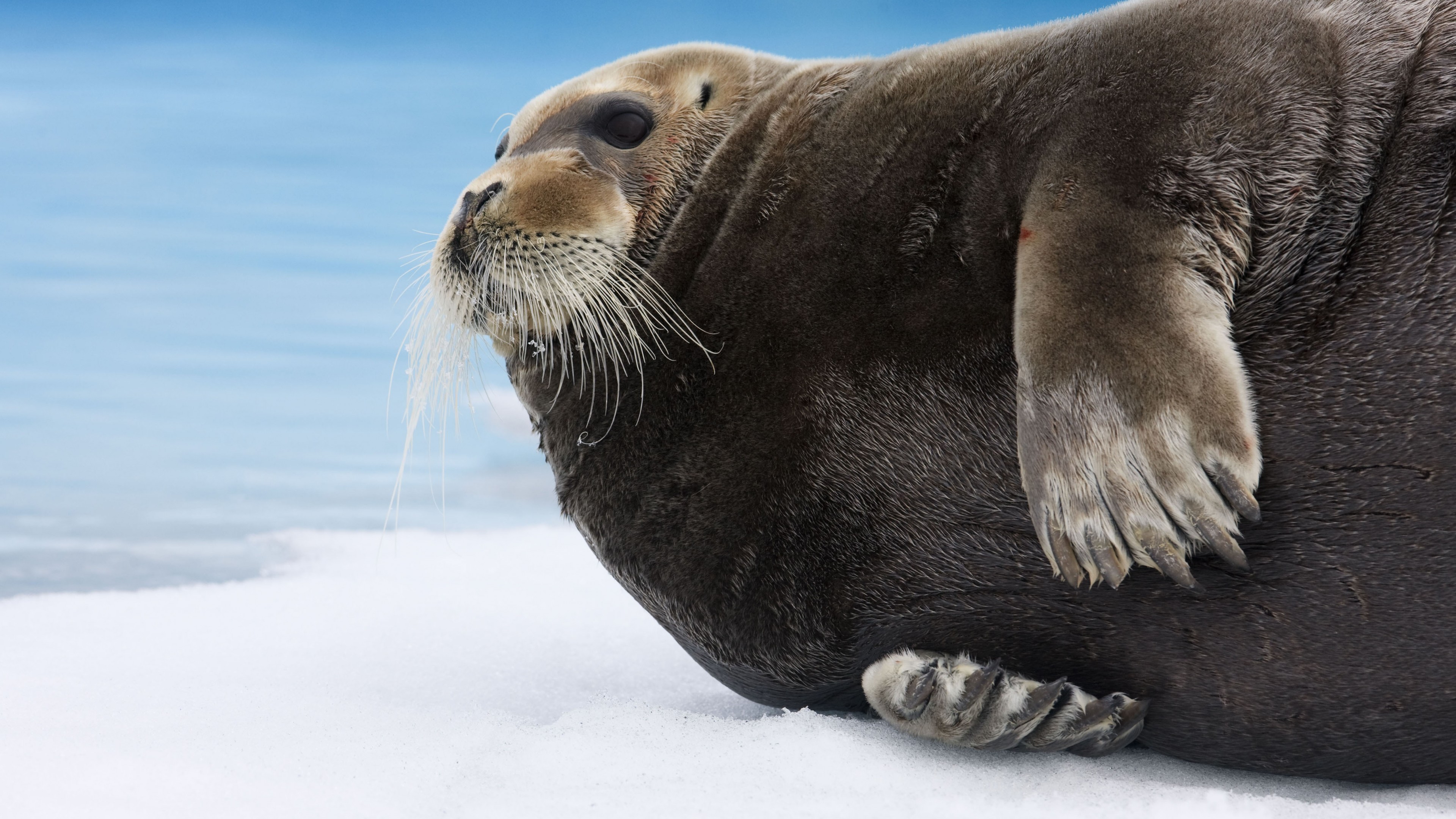 Bearded Seal, Arctic, Pacific, Ocean, Hudson Bay, ice, blue, white, water, tourism, HD Wallpaper